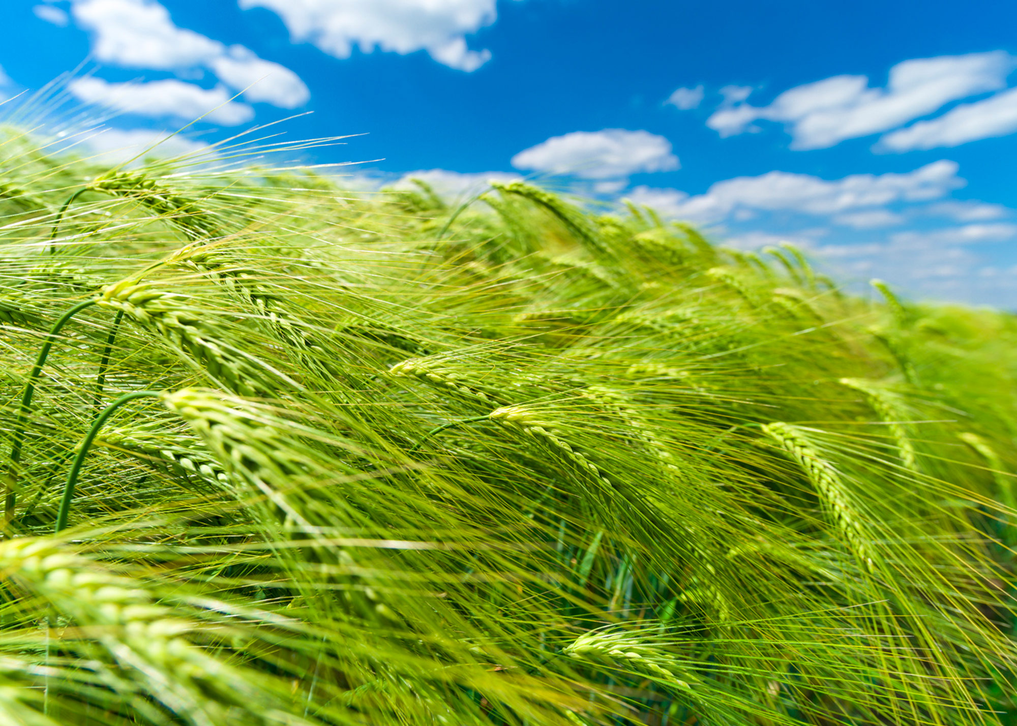 Rasch Fototapete Magic Walls Getreide 363746 Rasch Fototapete Magic Walls Getreide 363746