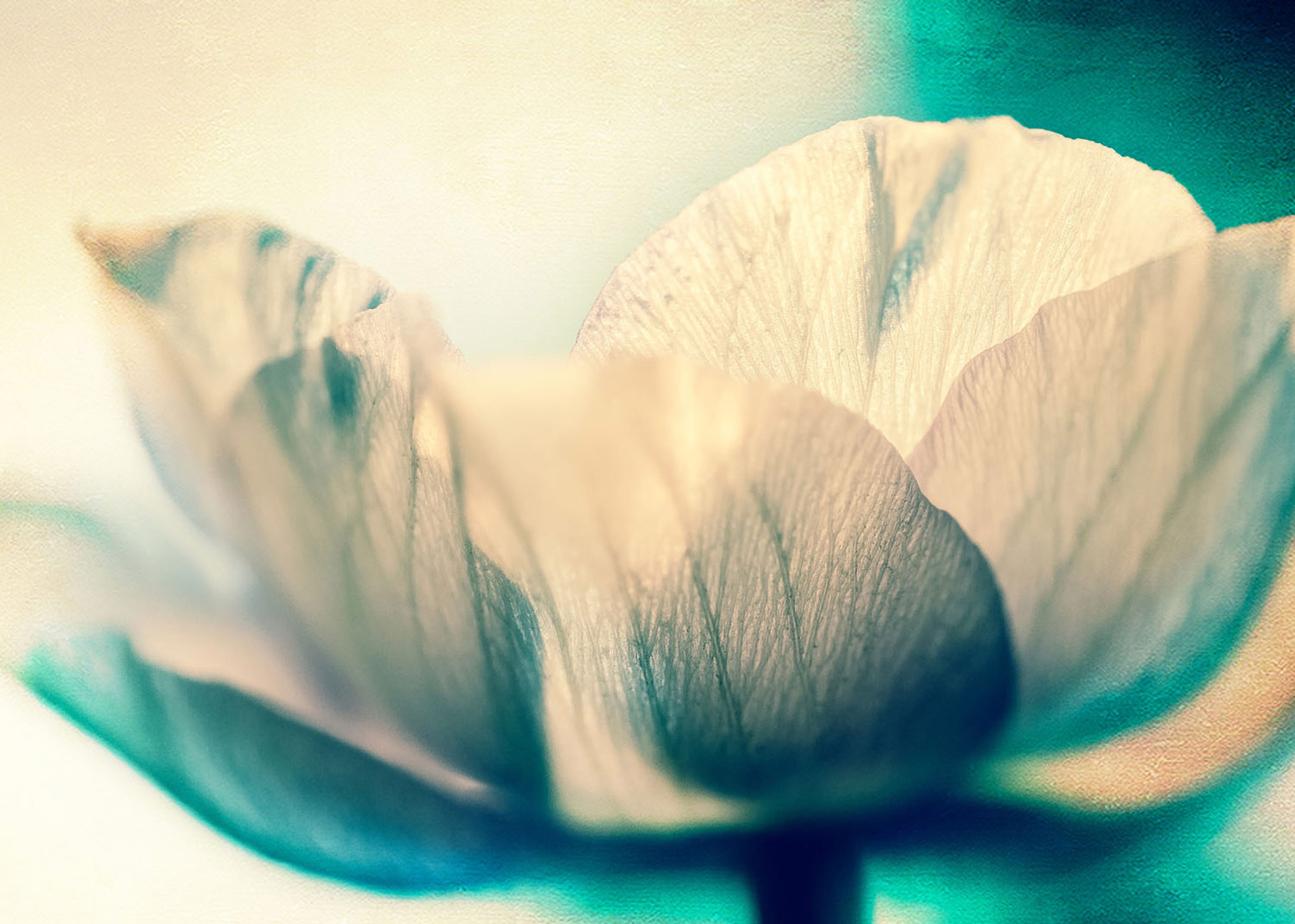 Rasch Fototapete Magic Walls Blüten 363340 Rasch Fototapete Magic Walls Blüten 363340