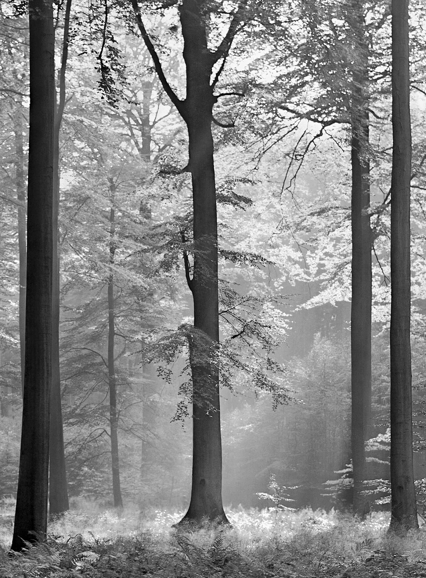 AS Fototapete Designwalls 2.0 Avalon DD119094