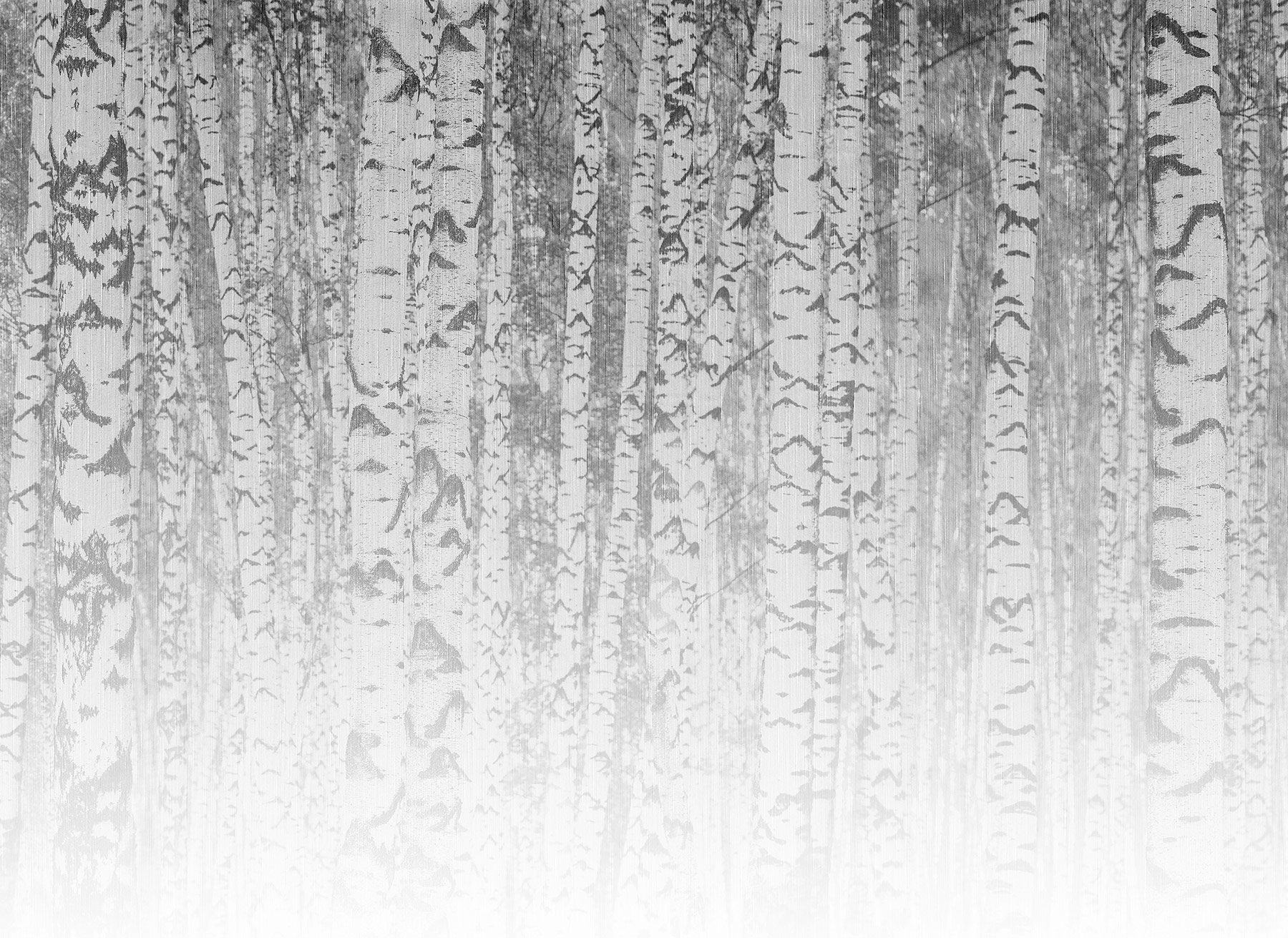 AS Fototapete Designwalls 2 Birkenwald  Natur DD123526