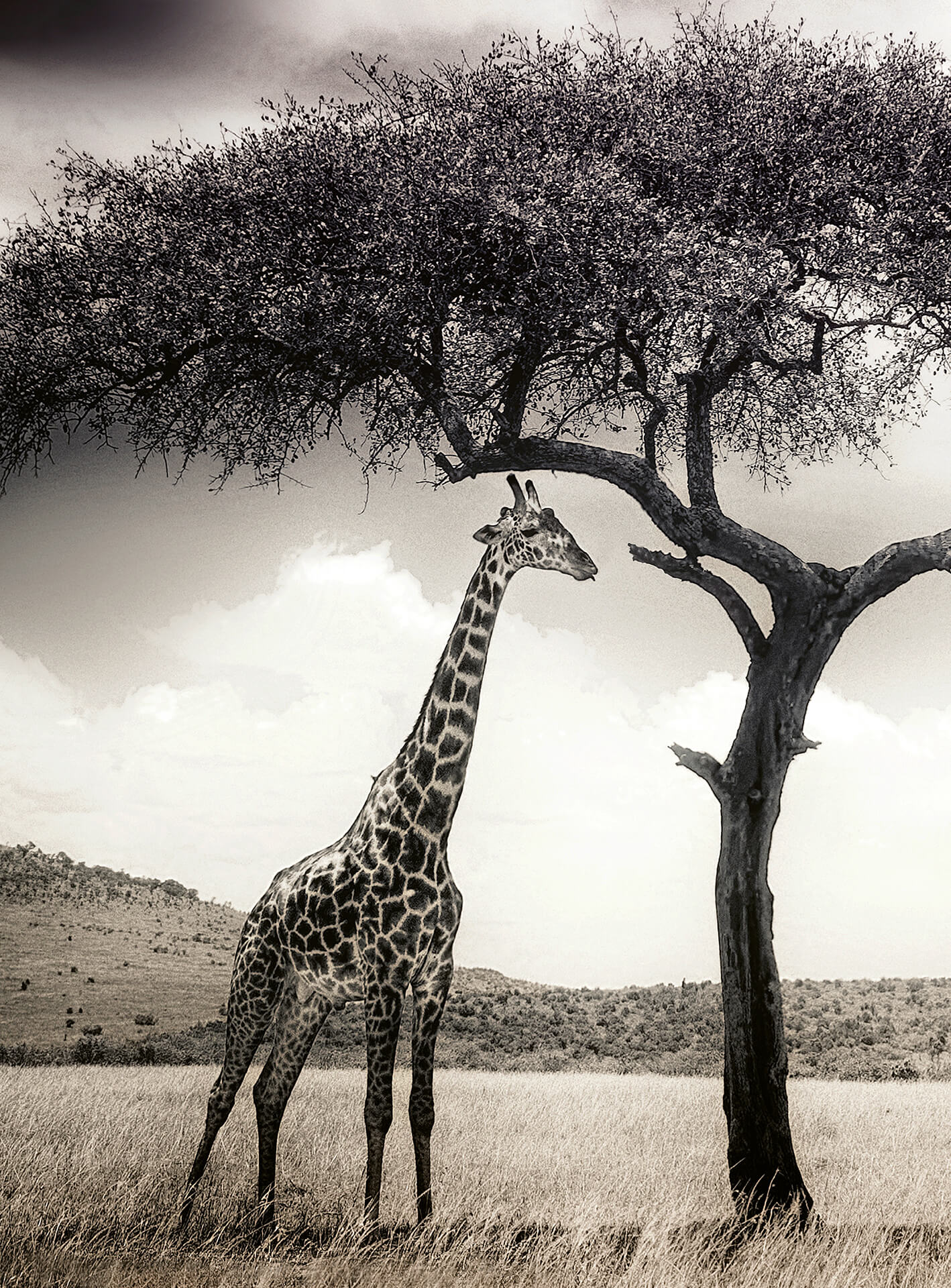 AS Fototapete Designwalls 2.0 Giraffe Safari DD119075 AS Fototapete Designwalls 2.0 Giraffe Safari DD119075