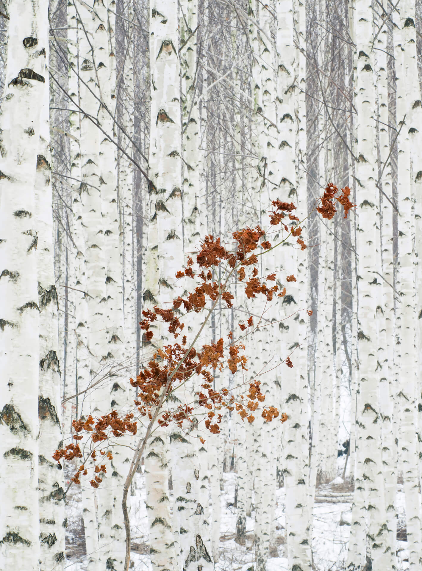 AS Fototapete Designwalls 2.0 White Birch Forest DD119078