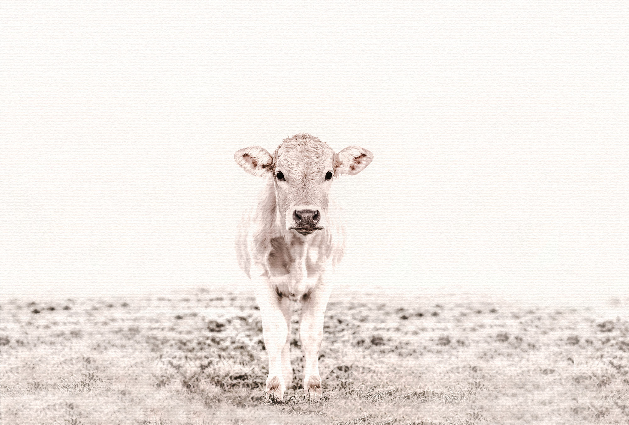 AS Fototapete ARTist Tiere DD119685