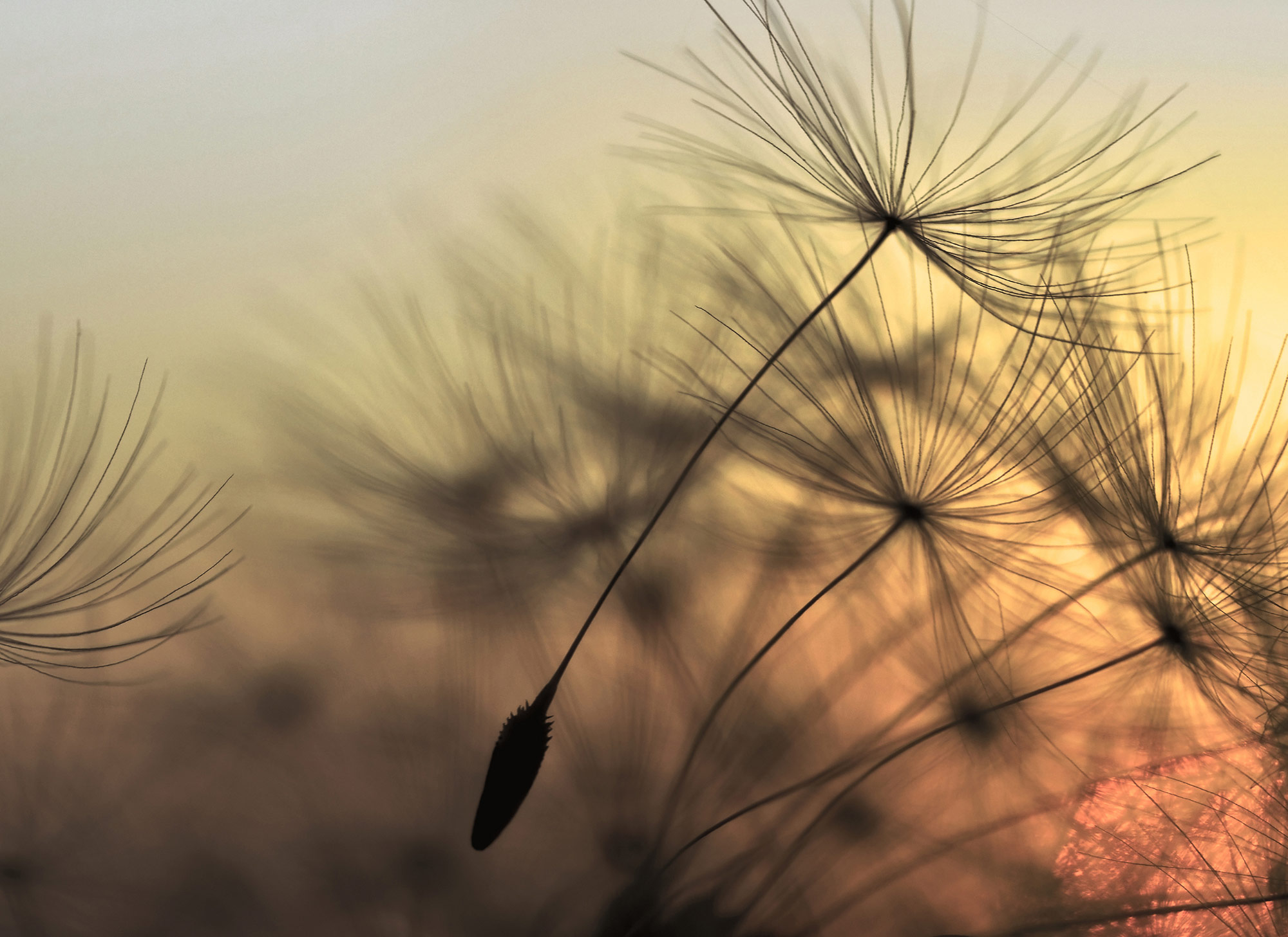 AS Fototapete Designwalls FlyingDandelion DD118592 AS Fototapete Designwalls FlyingDandelion DD118592