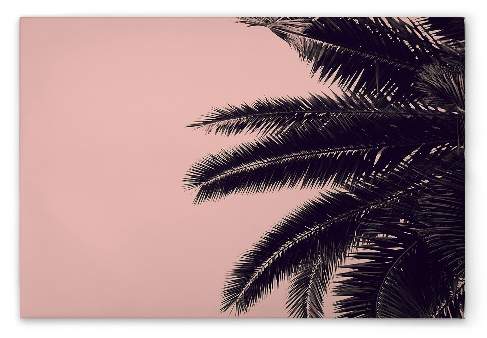 AS Leinwandbild Palm Tree DD132263