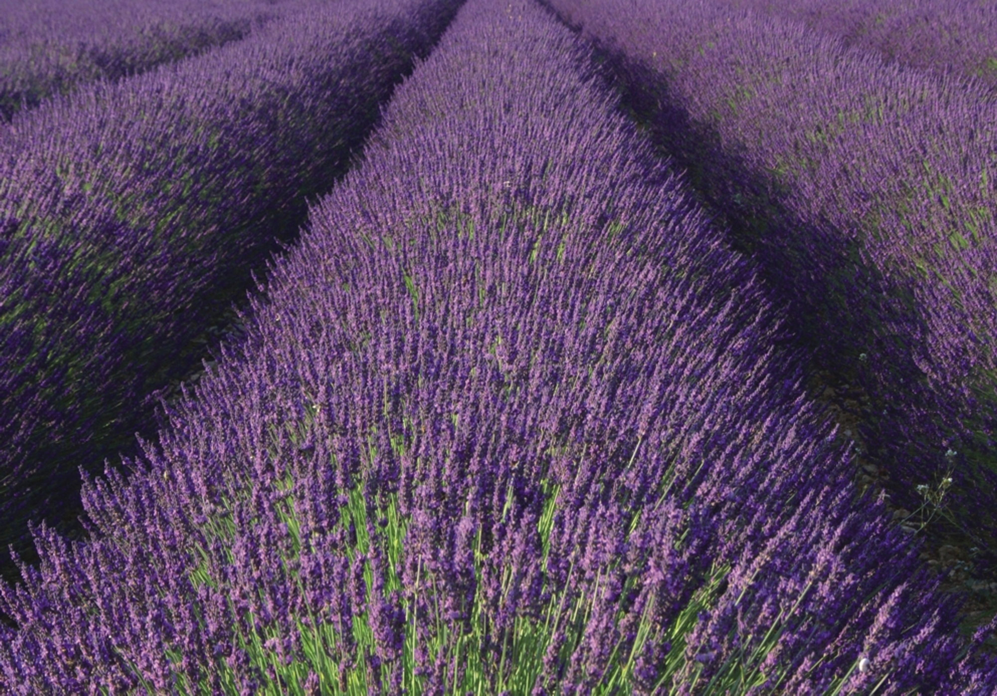 Rasch Fototapete Magic Walls Landschaft 890204 Rasch Fototapete Magic Walls Landschaft 890204