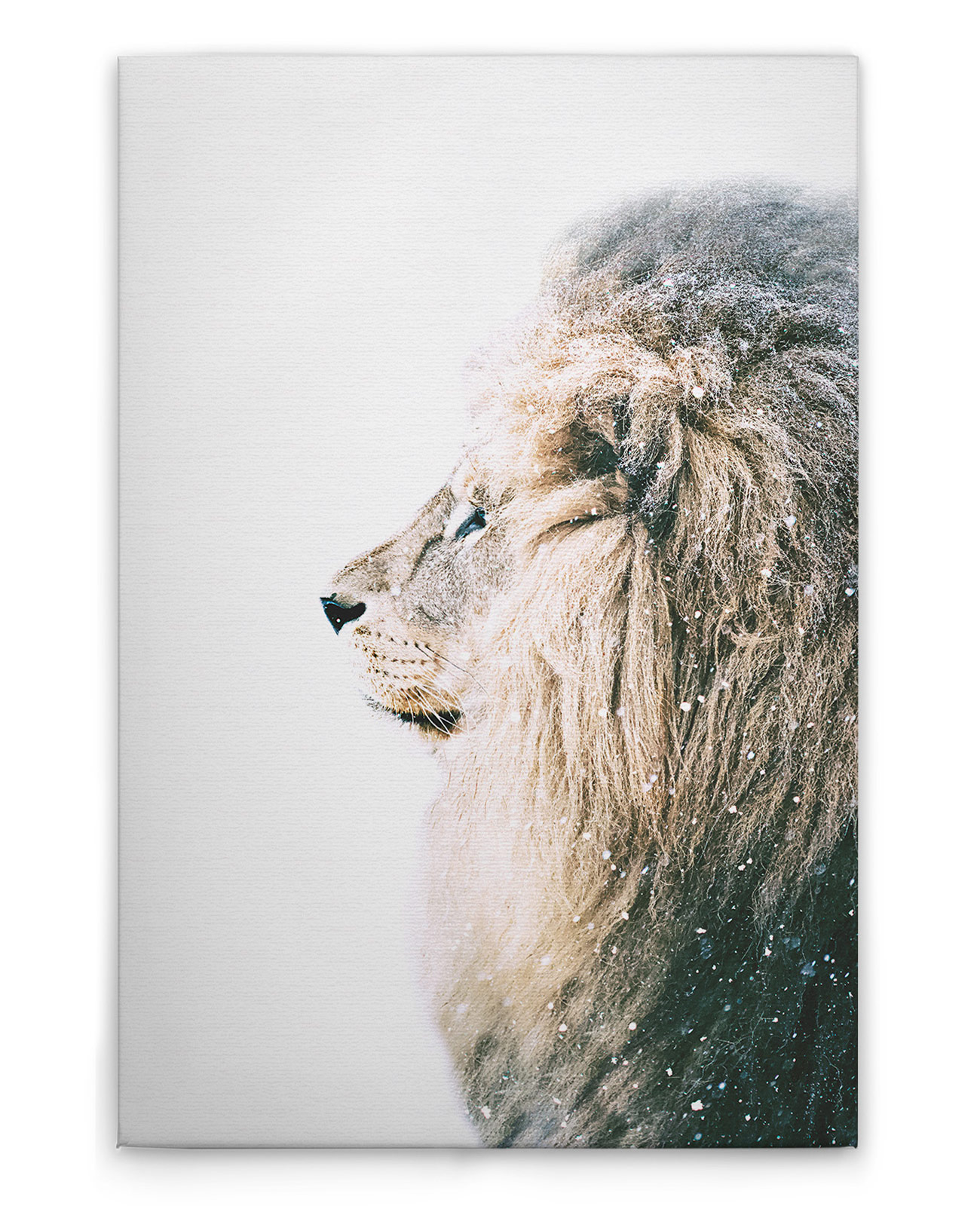 AS Leinwandbild Lion In Snow DD132188