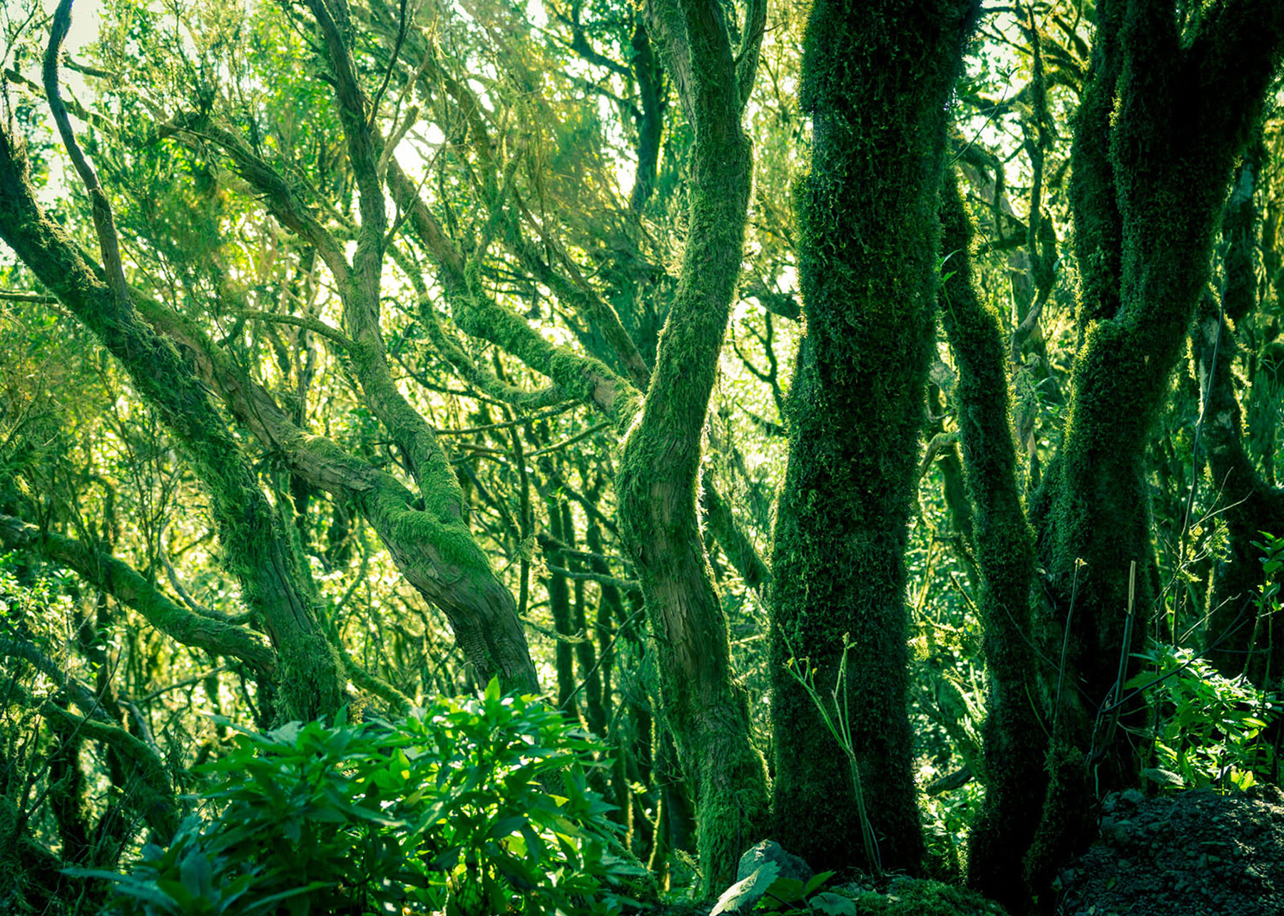 Rasch Fototapete Magic Walls Bäume 363258