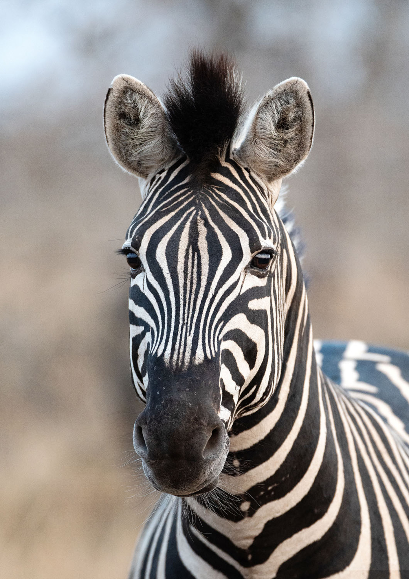 Rasch Wandbild Fototapete African Queen 3  363623