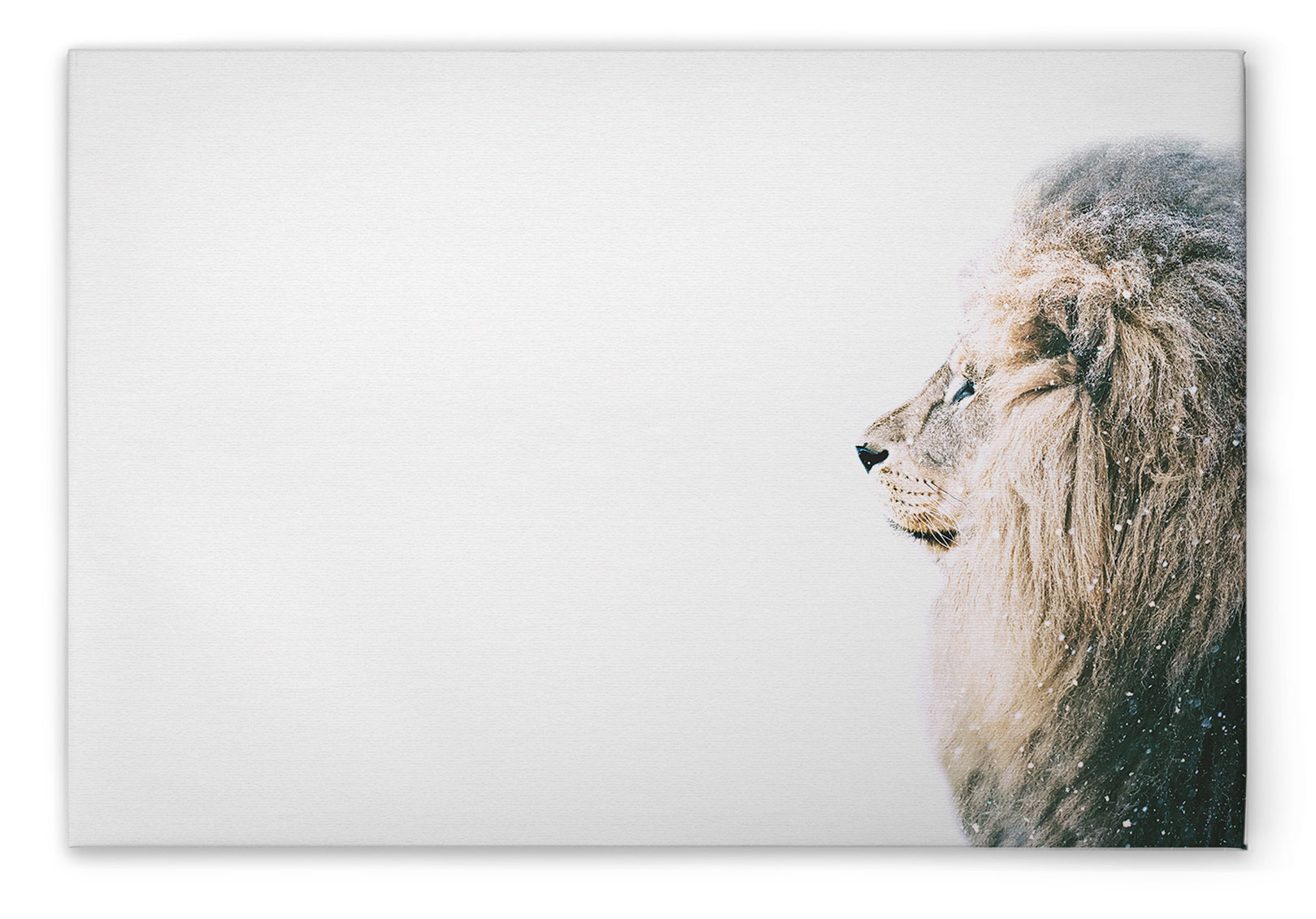 AS Leinwandbild Lion In Snow DD132193