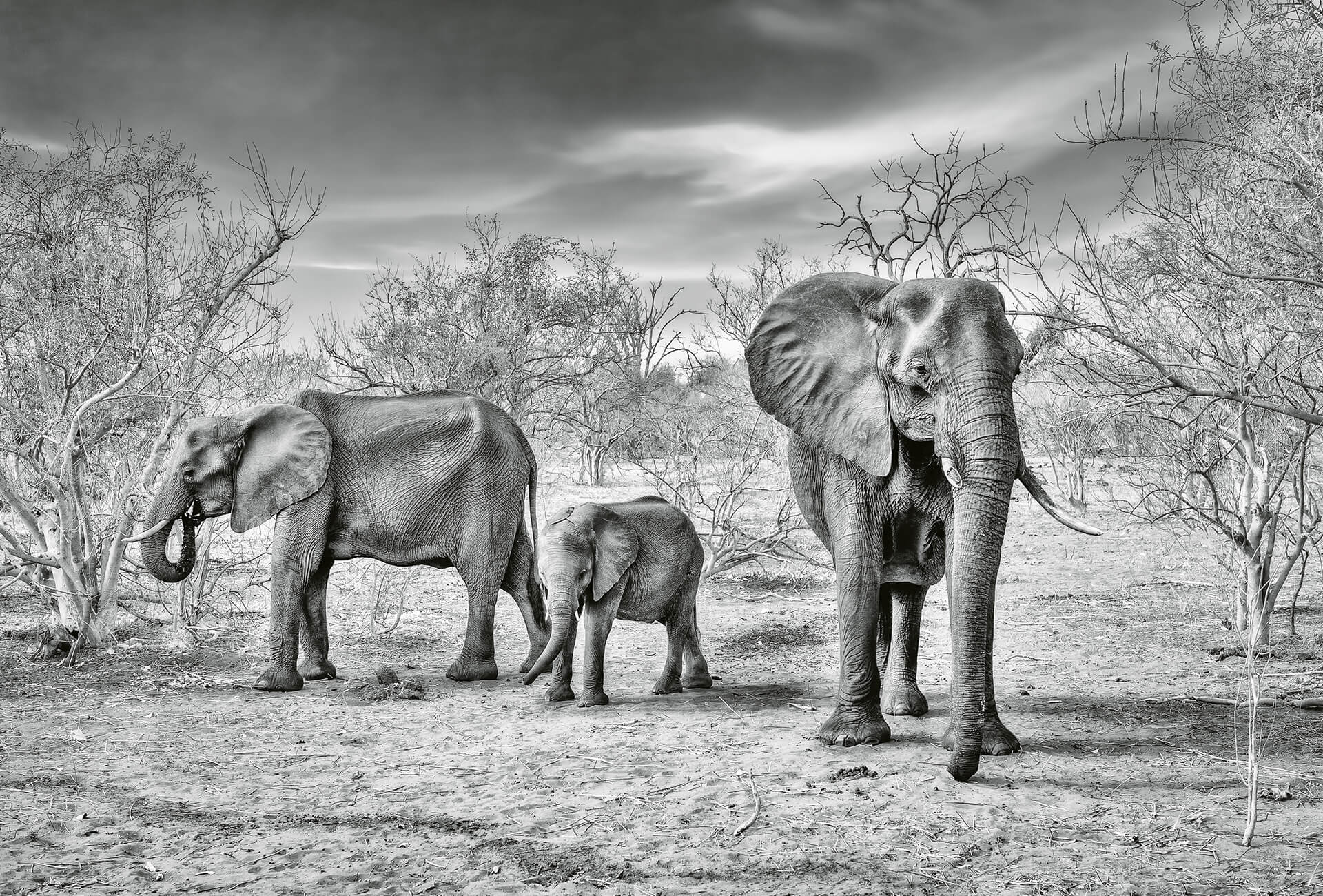 AS Fototapete Designwalls 2.0 Elephant Family DD118931