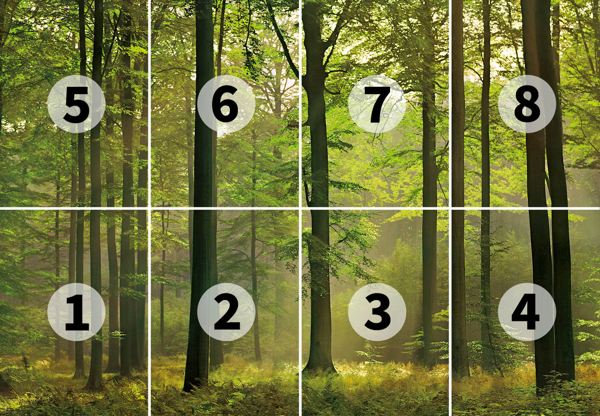 AS Fototapete Designwalls 2.0 Autumn Forest DD118857