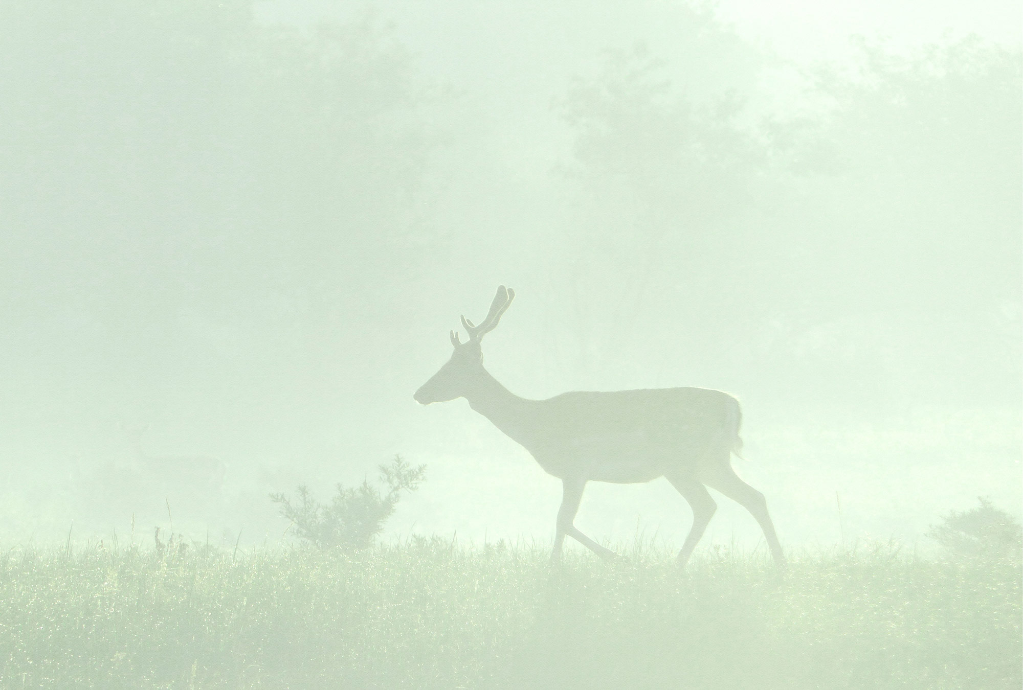 AS Fototapete Walls by Patel 5 Hirsch Grün DD134693