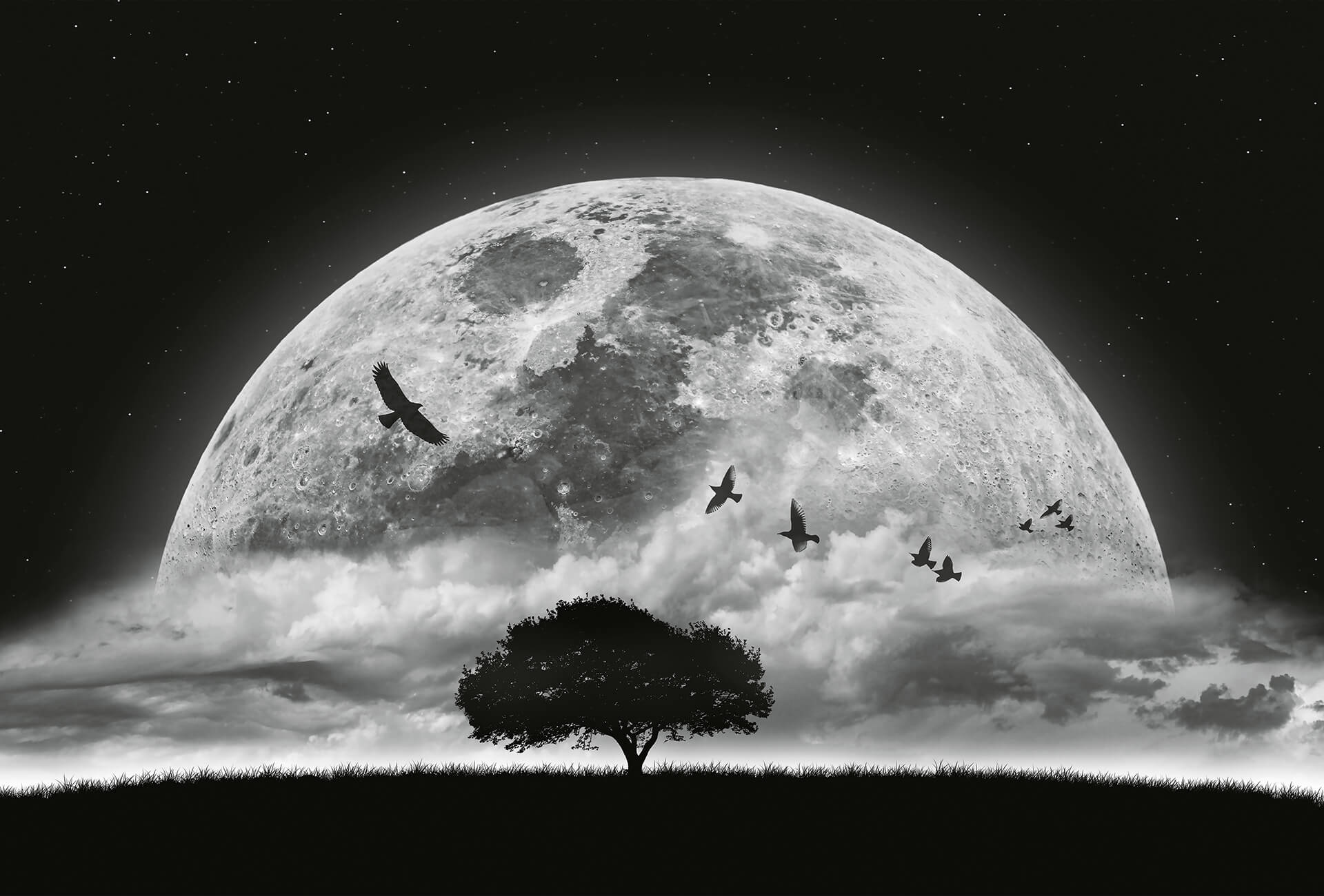 AS Fototapete Designwalls 2.0 Moon and Birds DD119044