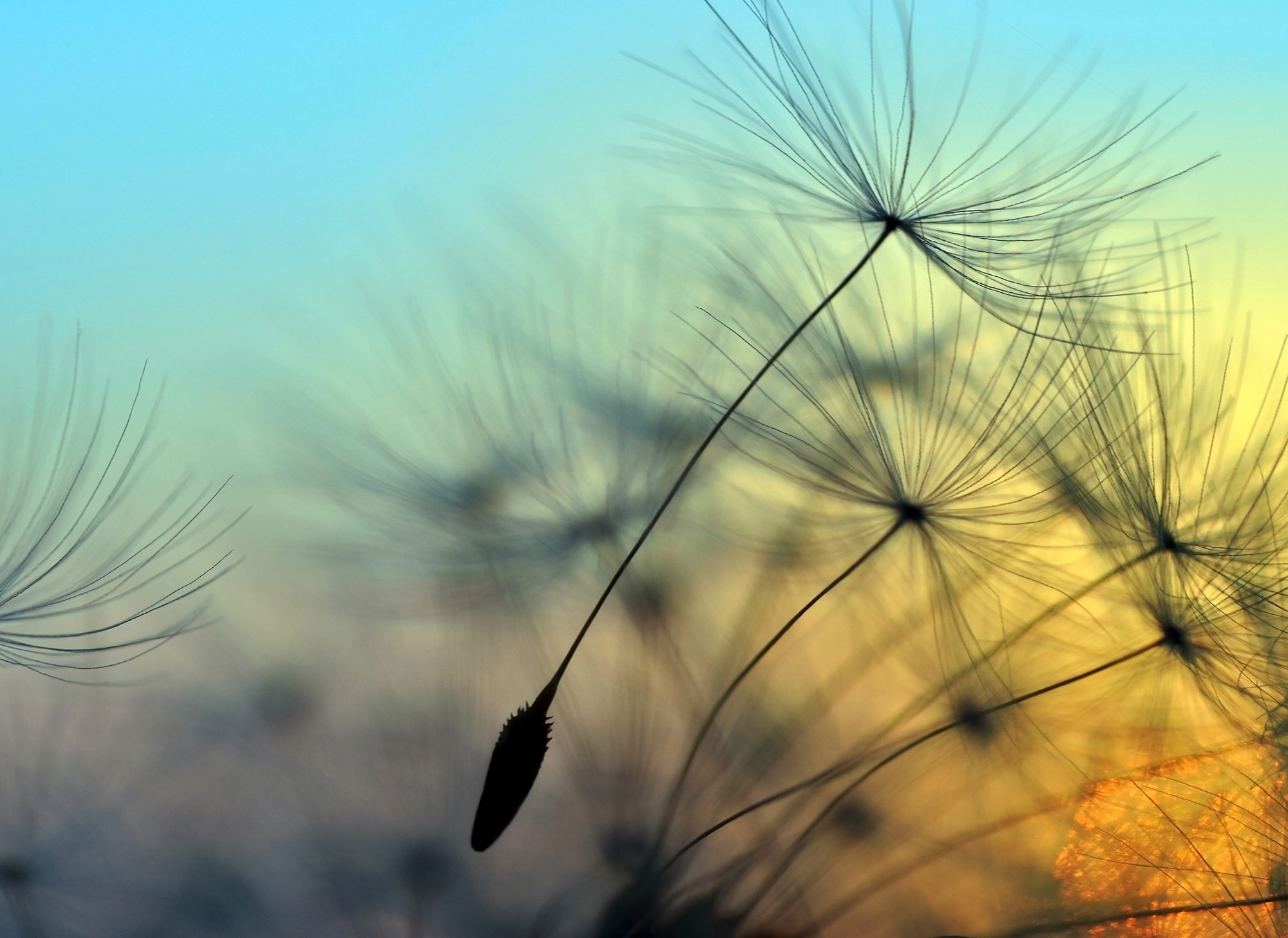 AS Fototapete Designwalls FlyingDandelion DD118590
