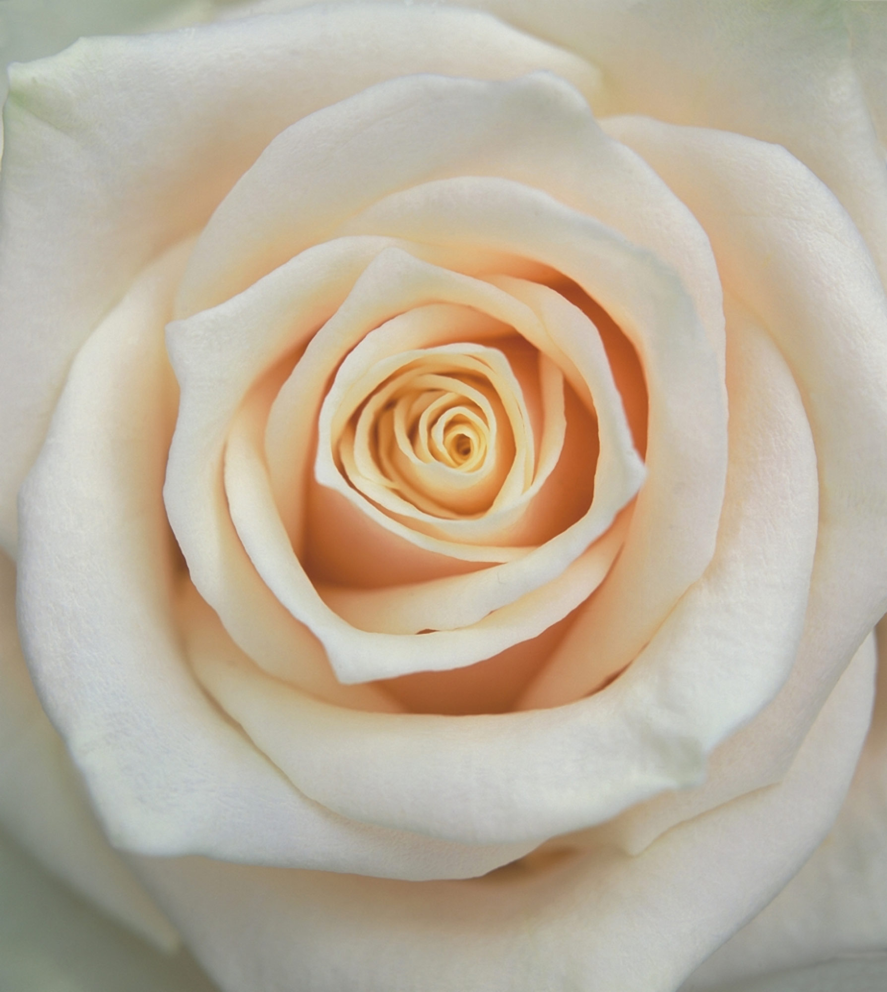 Rasch Fototapete Magic Walls Blume 839654