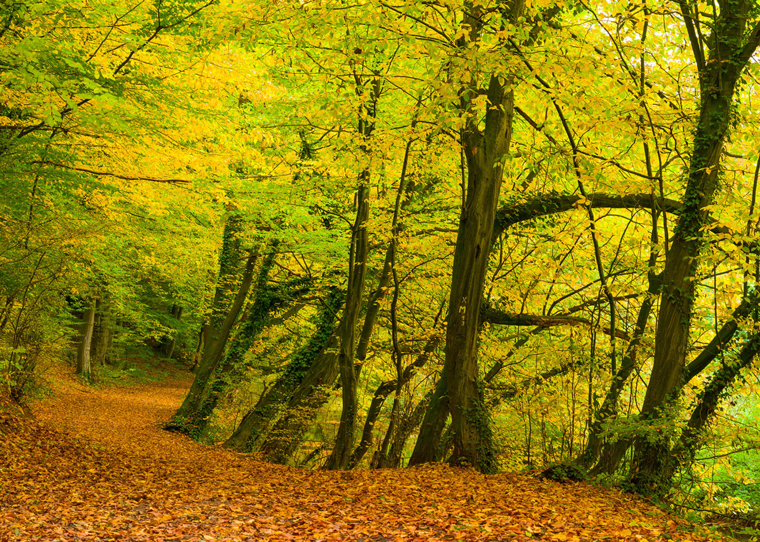 Rasch Fototapete Magic Walls Herbst Herbstlaub 363753 Rasch Fototapete Magic Walls Herbst Herbstlaub 363753