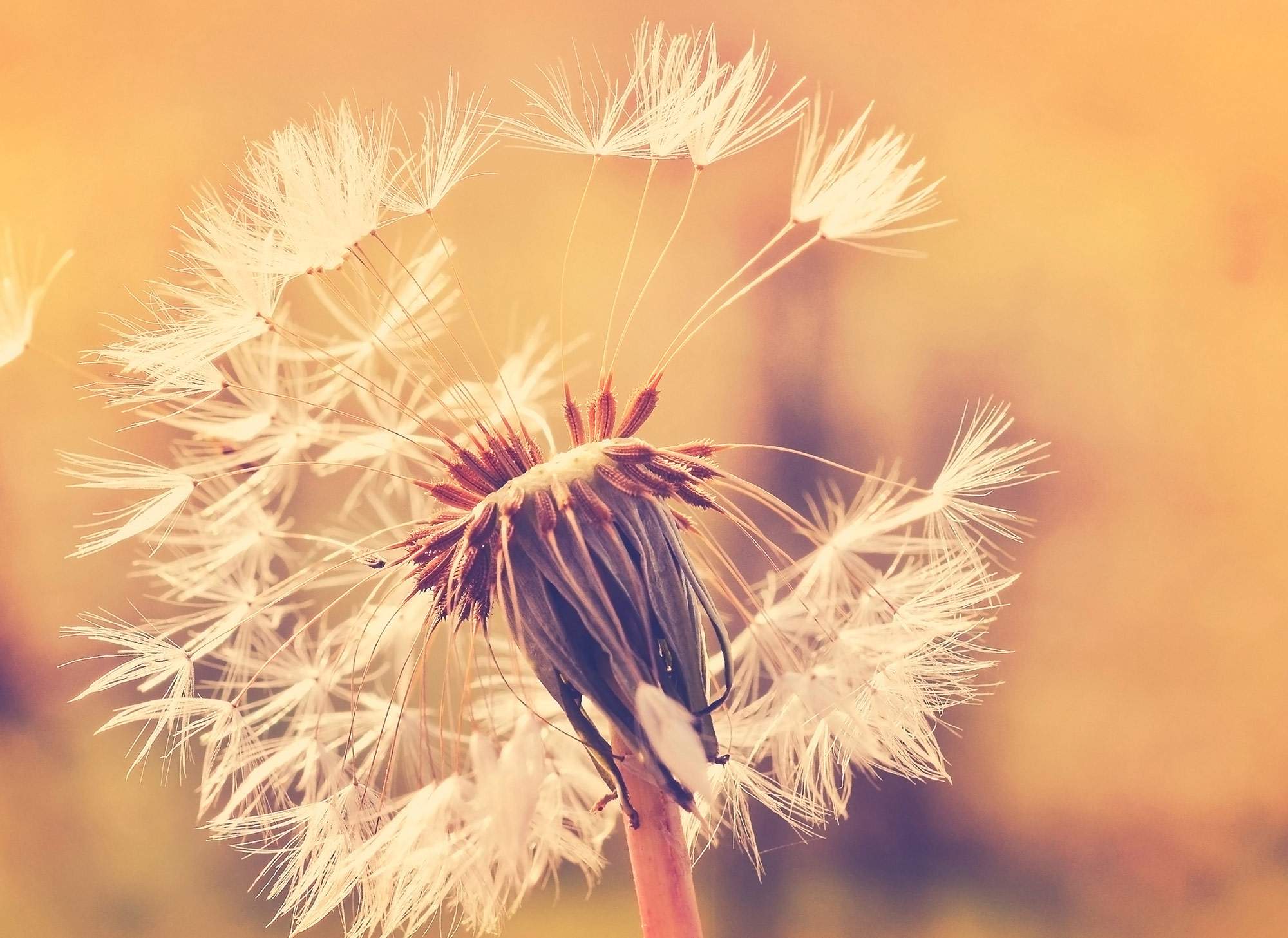 AS Fototapete Designwalls Dandelion DD118594 AS Fototapete Designwalls Dandelion DD118594