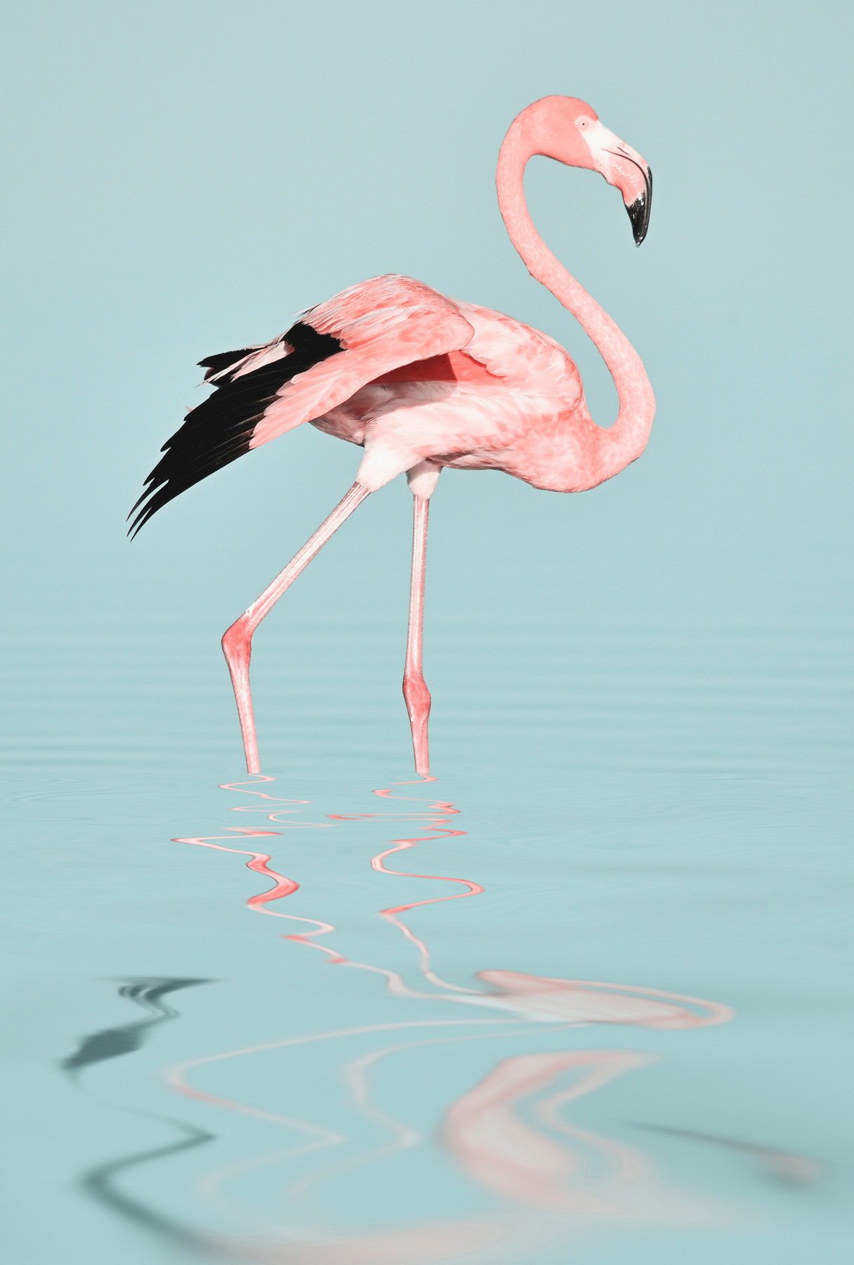 AS Leinwandbild Flamingo Water DD132168