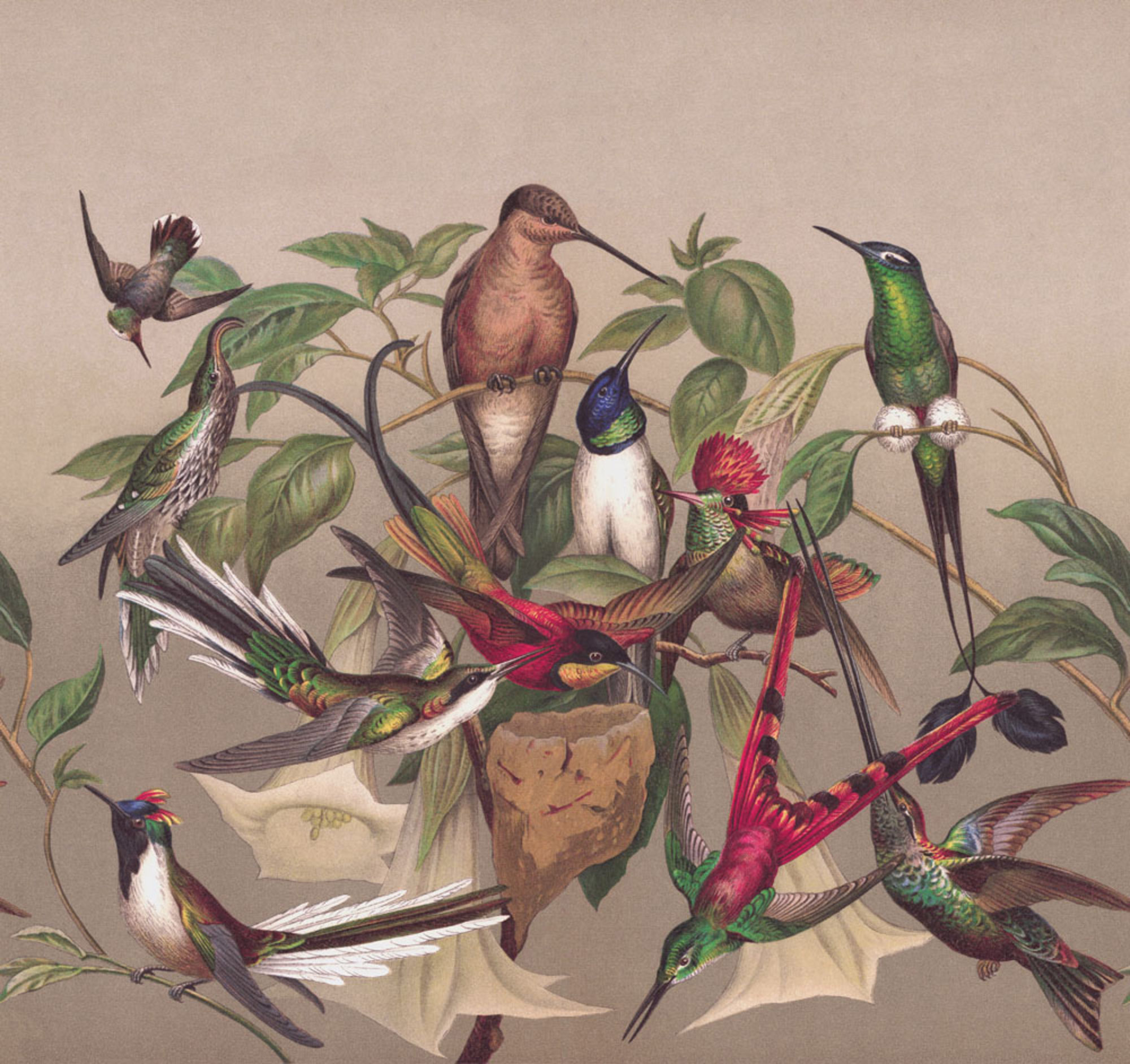 Rasch Fototapete Magic Walls Kolibris 543568
