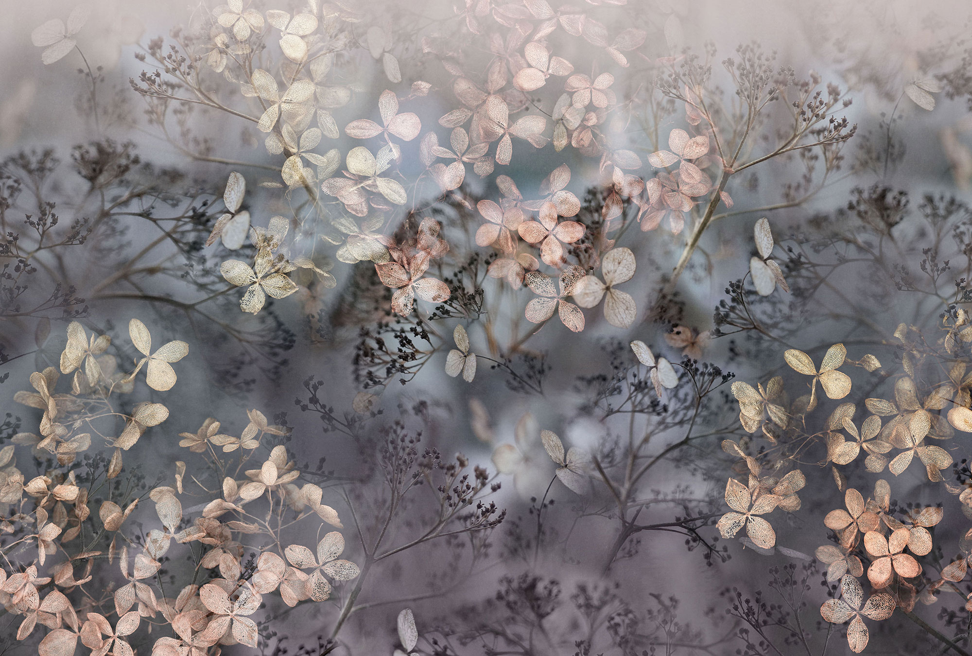 Erismann Fototapete GMK Art Edition Holunderblüten 223610 Erismann Fototapete GMK Art Edition Holunderblüten 223610