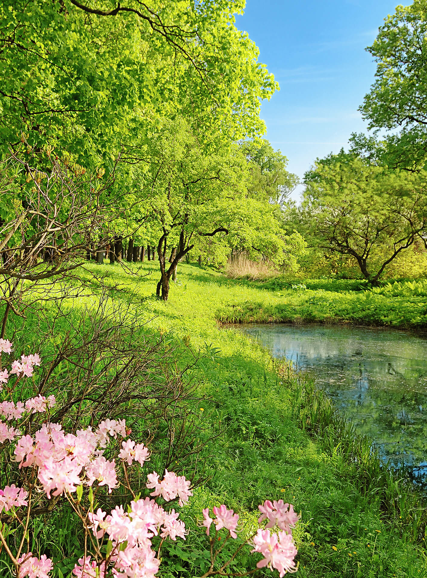 AS Fototapete Designwalls 2.0 Park in the Spring DD119099 AS Fototapete Designwalls 2.0 Park in the Spring DD119099