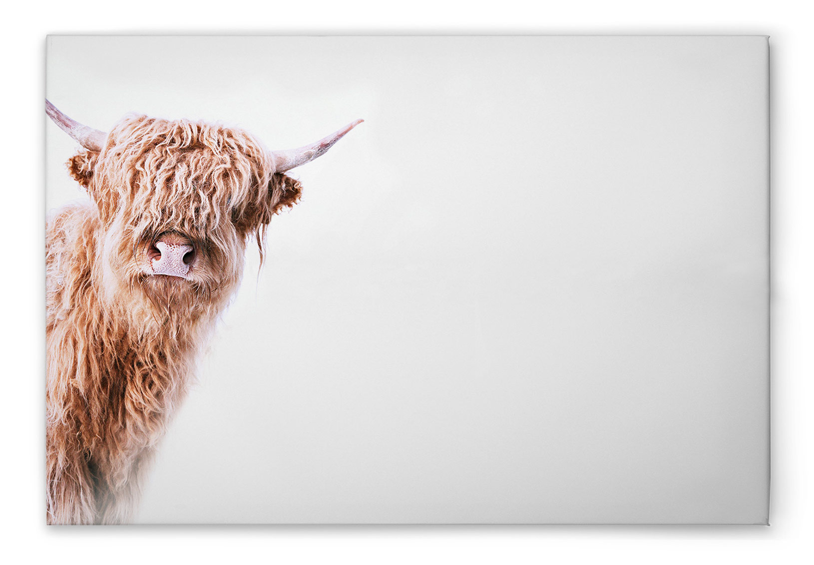 AS Leinwandbild Highland Cattle 2 DD132238