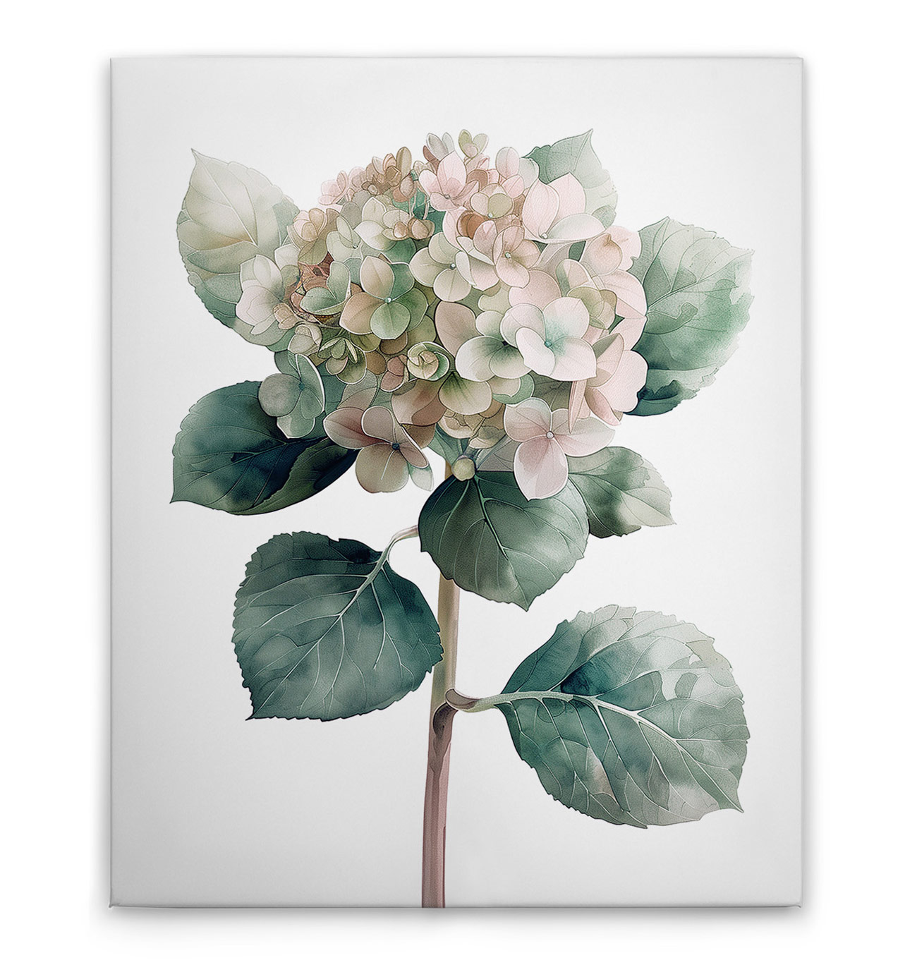 AS Leinwandbild Hortensie Rose DD132921