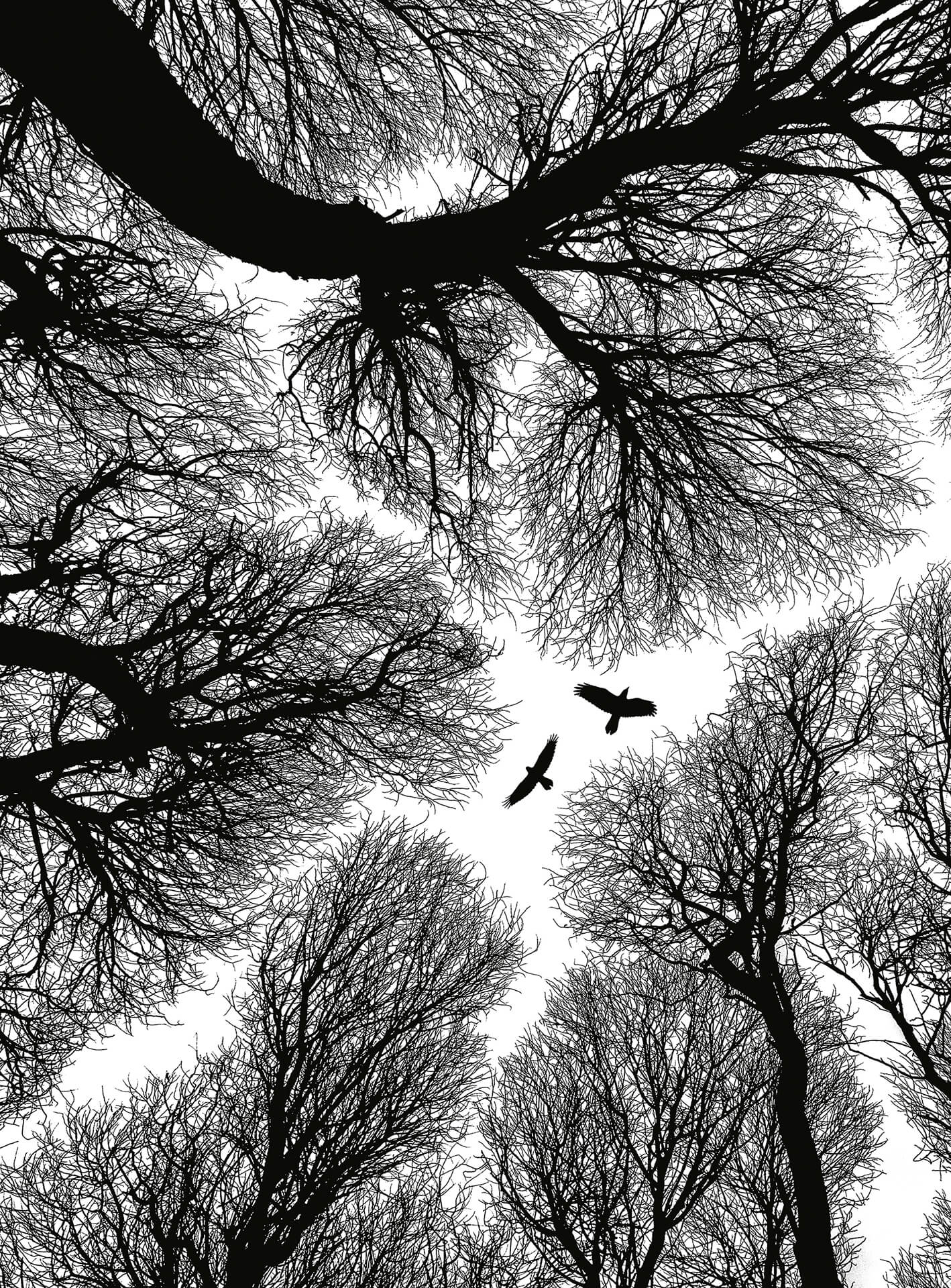 AS Fototapete Designwalls 2.0 Escape DD119154 AS Fototapete Designwalls 2.0 Escape DD119154