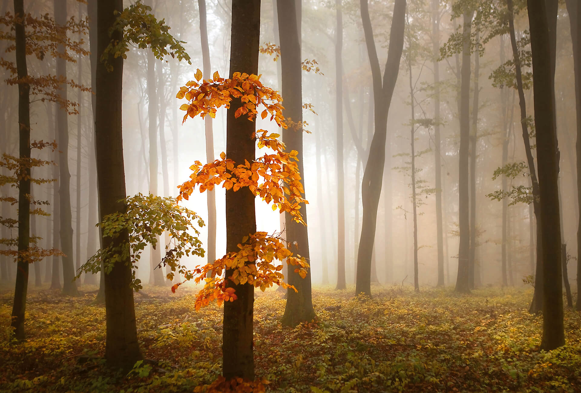 AS Fototapete Designwalls 2.0 Foggy Autumn Forrest DD118964 AS Fototapete Designwalls 2.0 Foggy Autumn Forrest DD118964