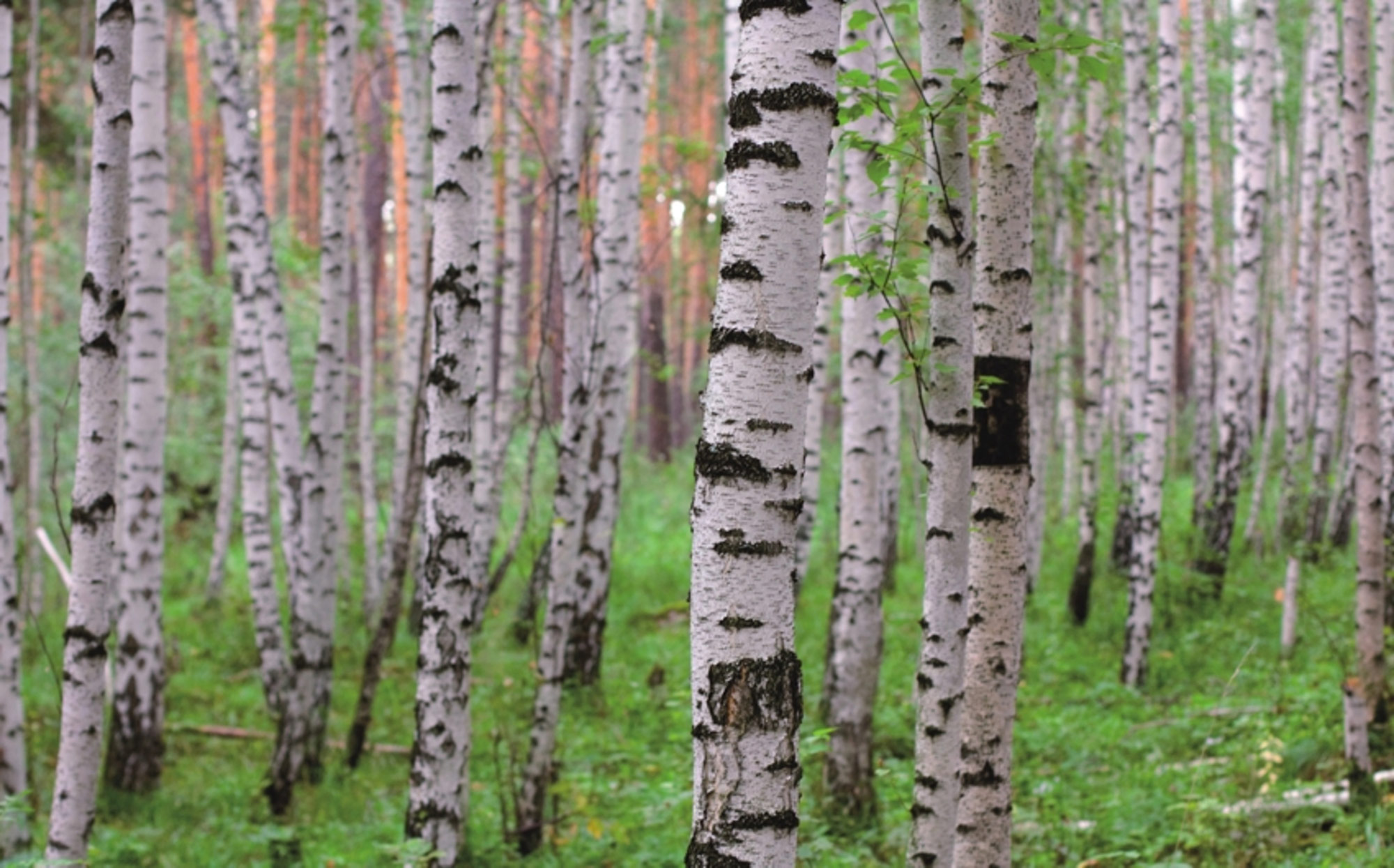 Rasch Fototapete Magic Walls Baum 848359