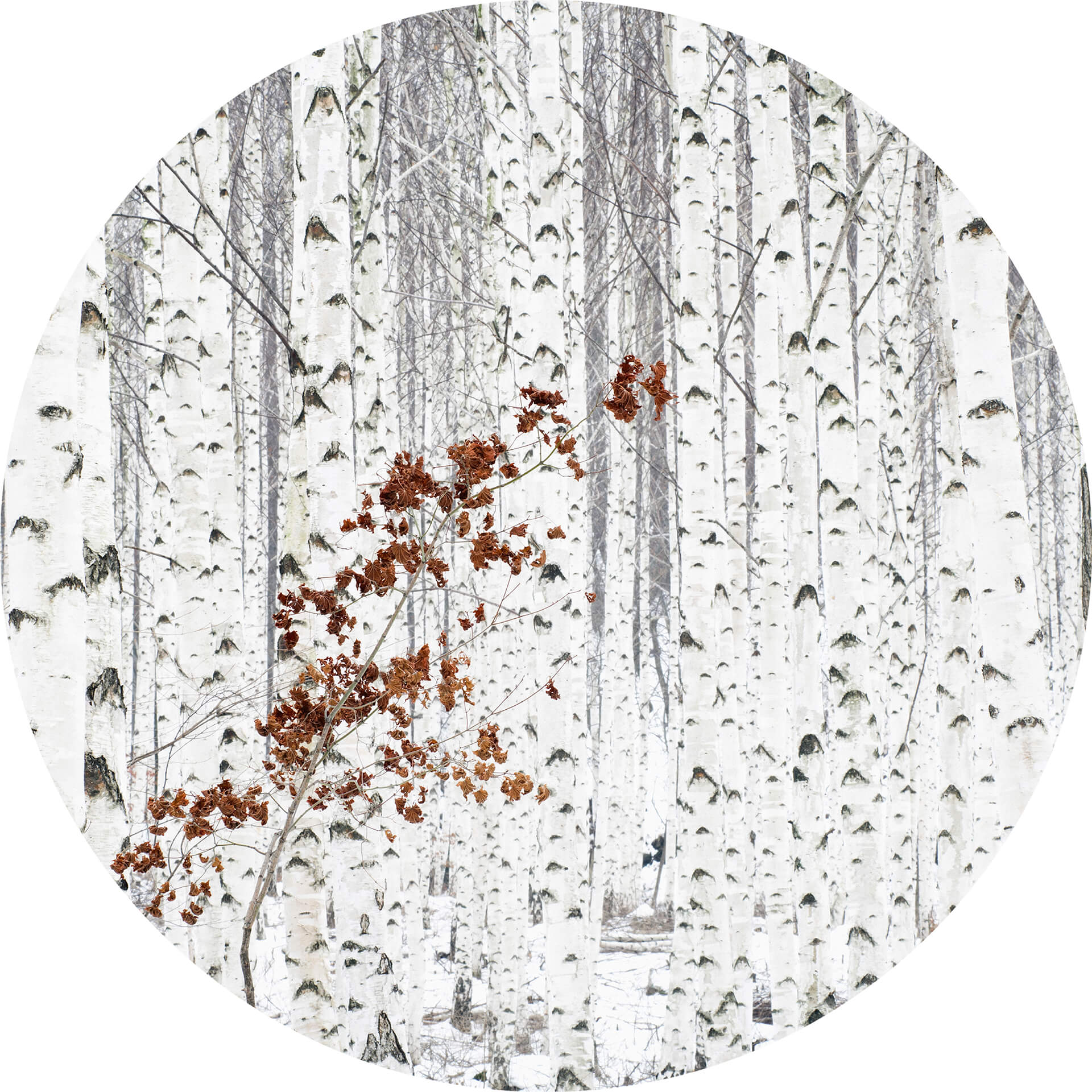 AS Fototapete Designwalls 2.0 White Birch Forest DD119180