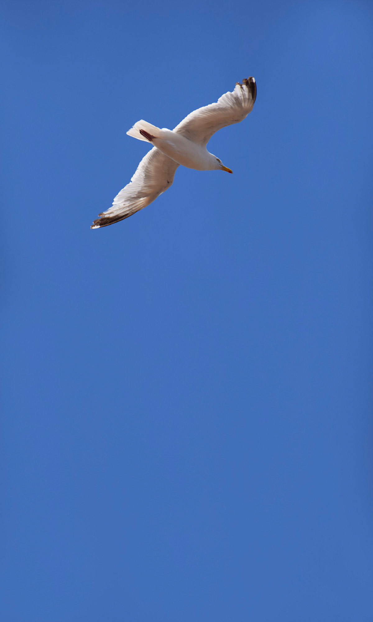 Rasch Fototapete Magic Walls Himmel 364736