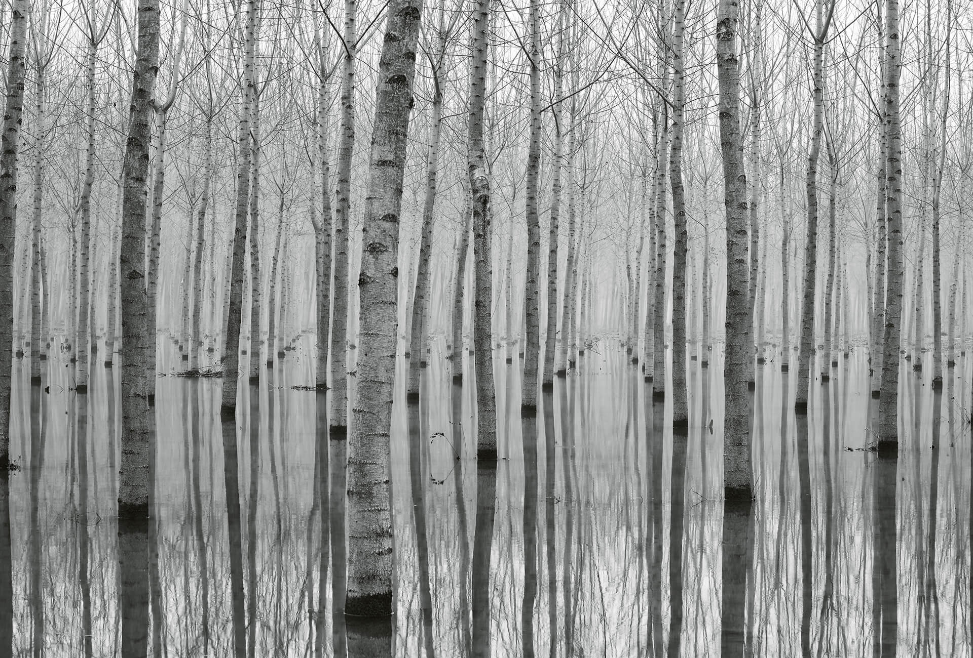 AS Fototapete Designwalls 2.0 Birch Forest in the Water DD11 AS Fototapete Designwalls 2.0 Birch Forest in the Water DD11
