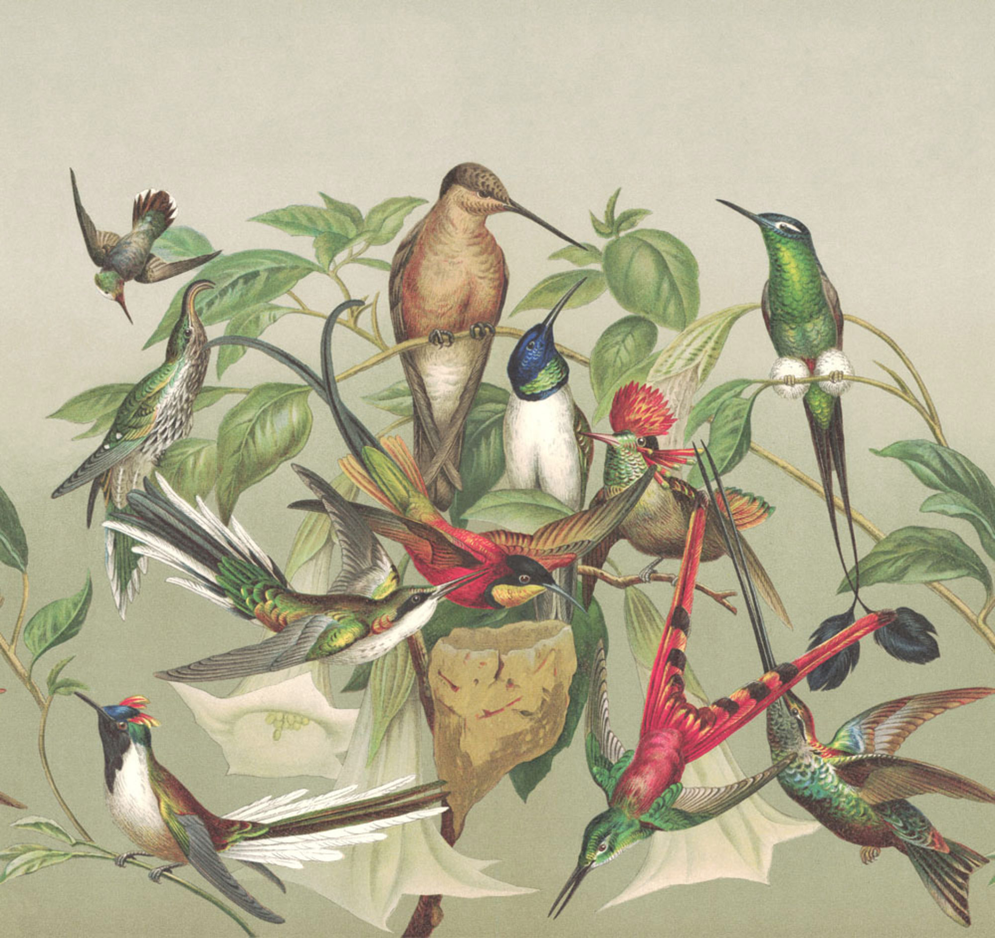 Rasch Fototapete Magic Walls Kolibris 543520