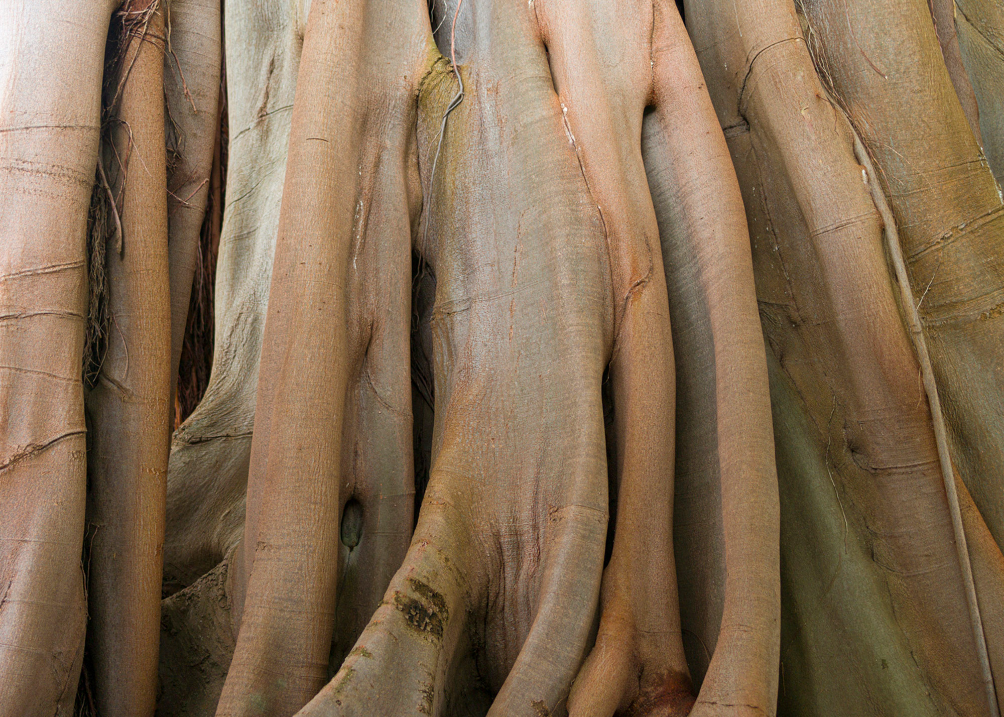 Rasch Fototapete Magic Walls Baum Baumstamm 363791