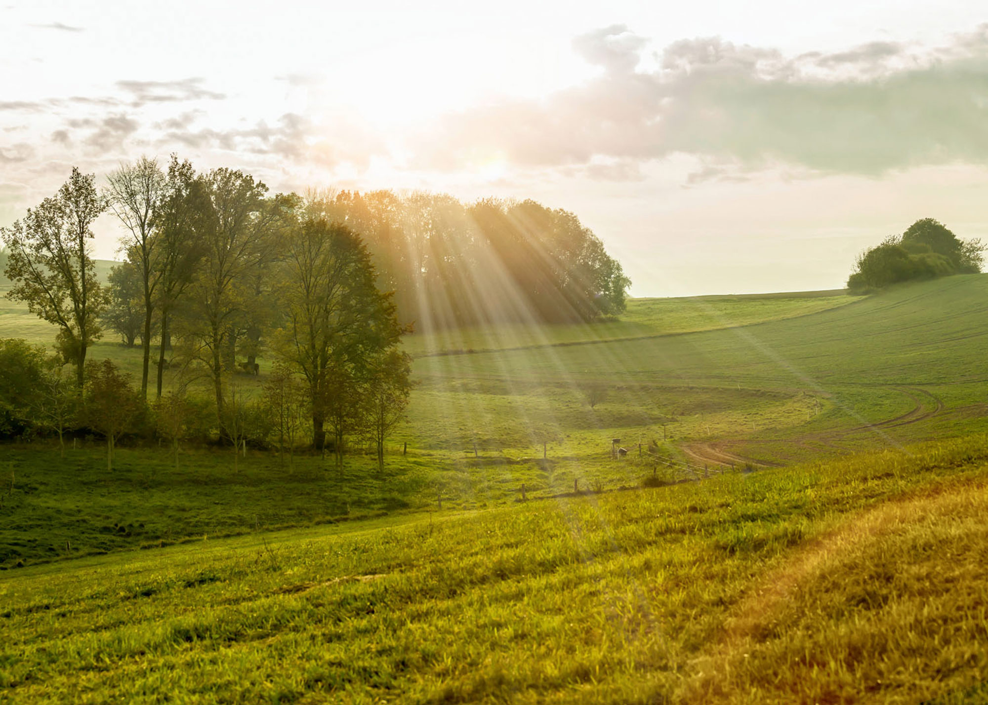 Rasch Fototapete Magic Walls Bäume 363432 Rasch Fototapete Magic Walls Bäume 363432