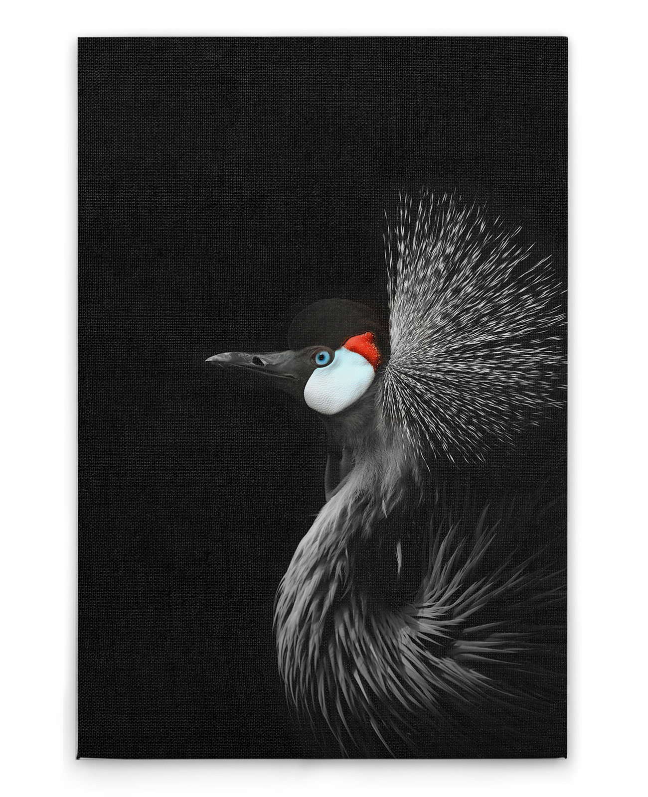 AS Leinwandbild Crowned Crane DD132198