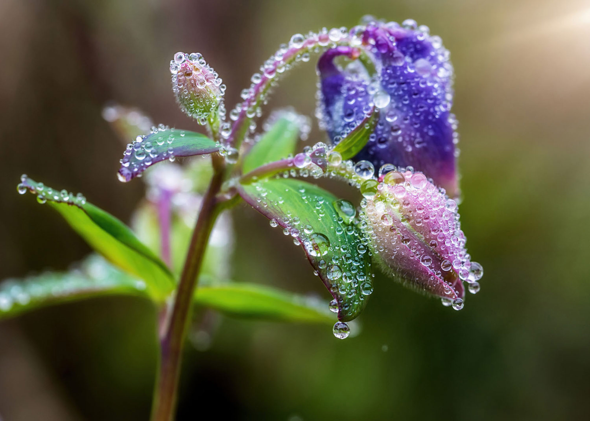 Rasch Fototapete Magic Walls Natur 363319 Rasch Fototapete Magic Walls Natur 363319