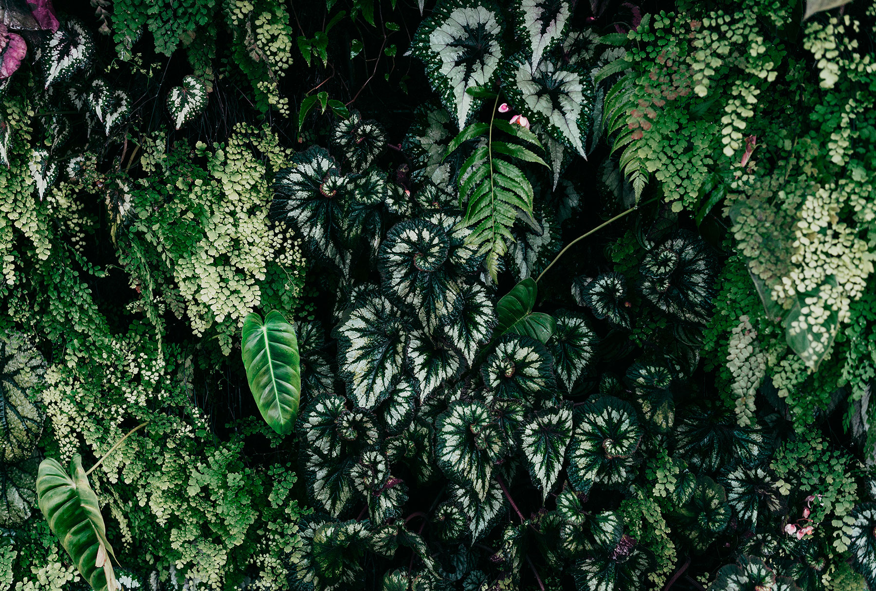 AS Fototapete Walls by Patel 3 Palmen Dschungel DD122096