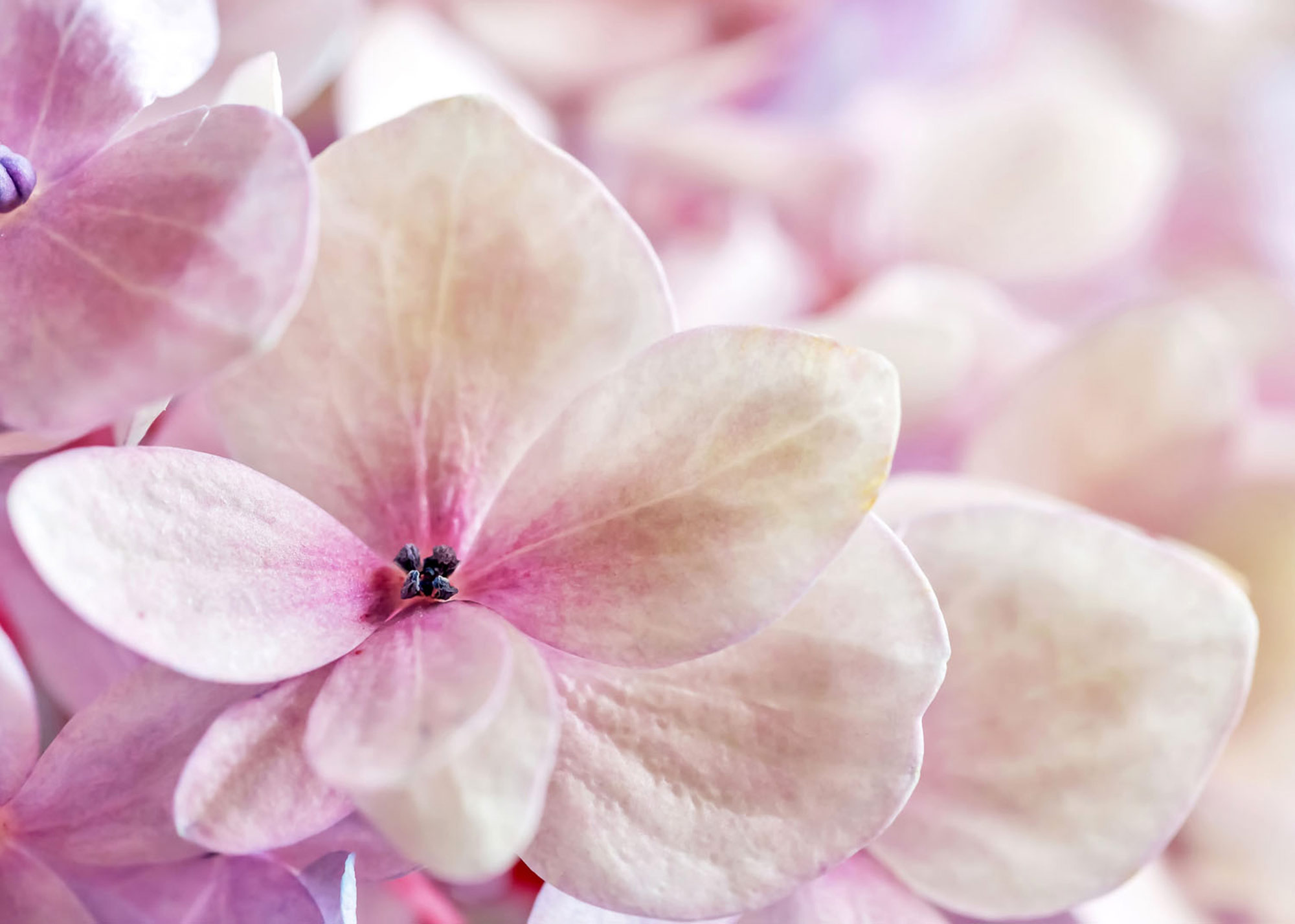 Rasch Fototapete Magic Walls Blumen 363326