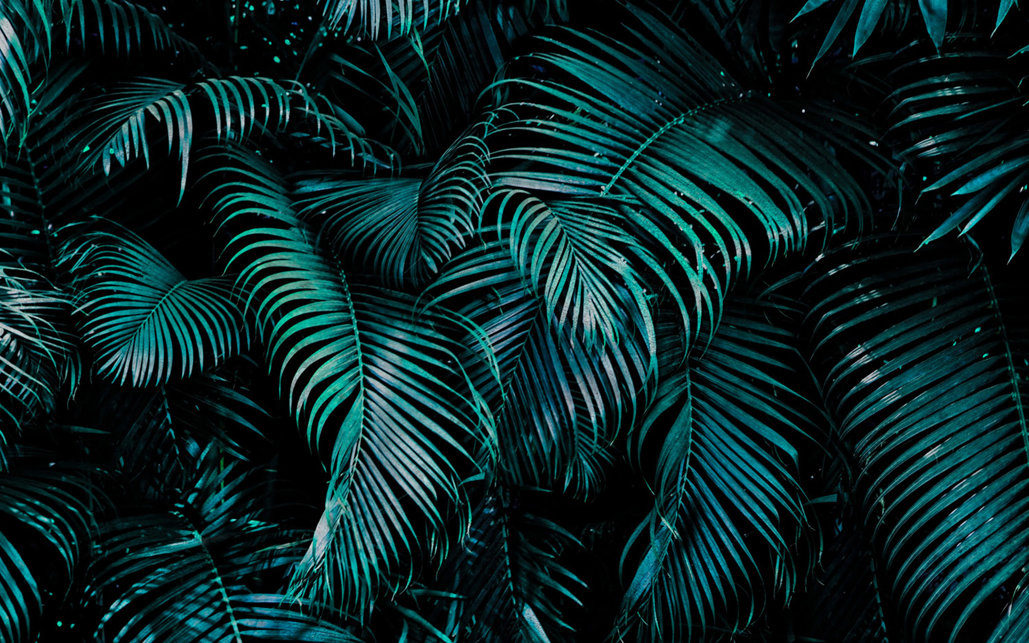 Rasch Fototapete Magic Walls Blätter 363111