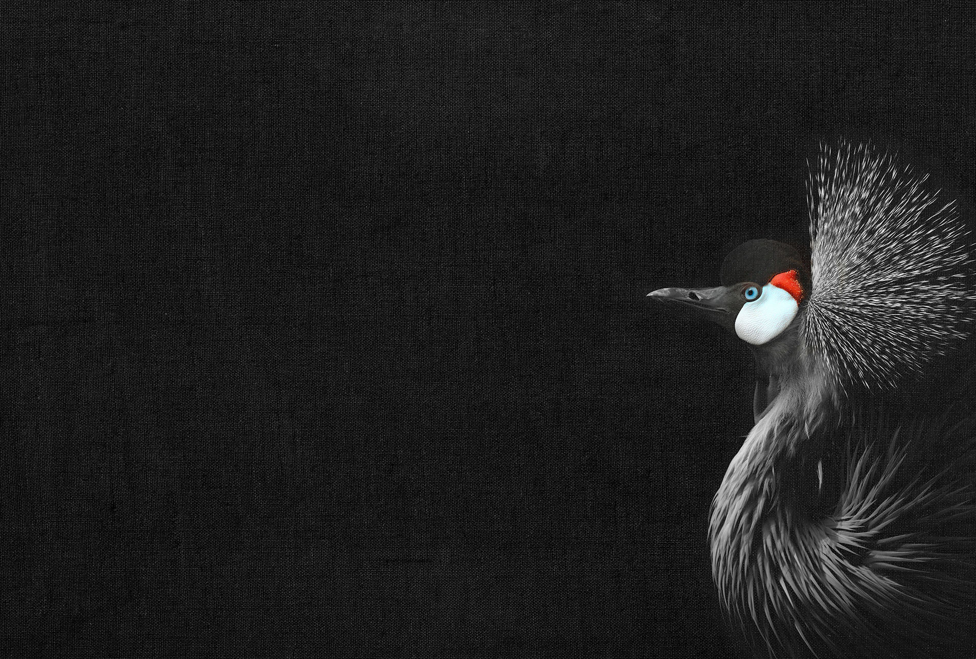 AS Fototapete ARTist Vögel DD119805 AS Fototapete ARTist Vögel DD119805