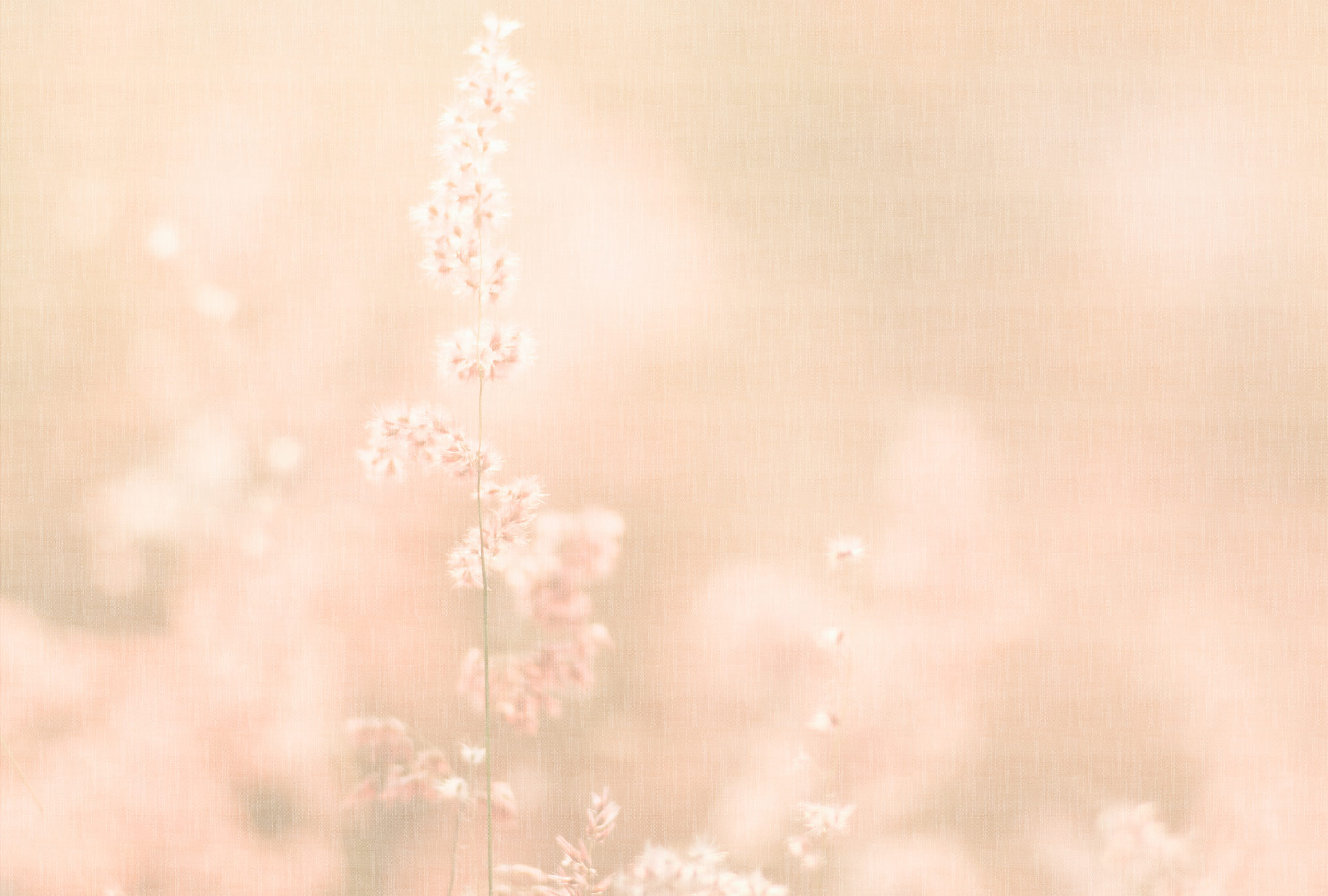 AS Fototapete Walls by Patel 5 Blüten Pfirsich DD134711