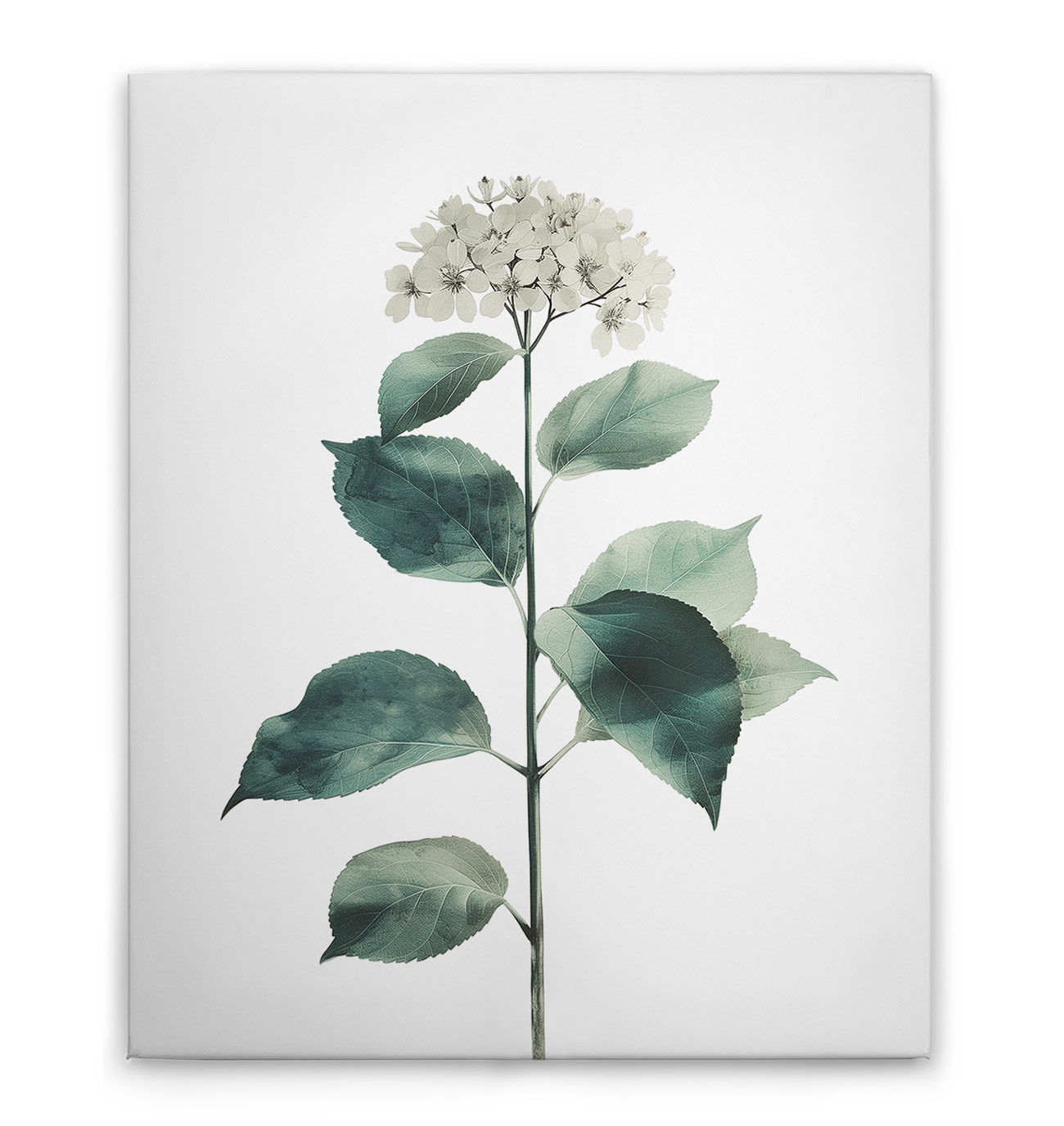 AS Leinwandbild Hortensie Blanc DD132922