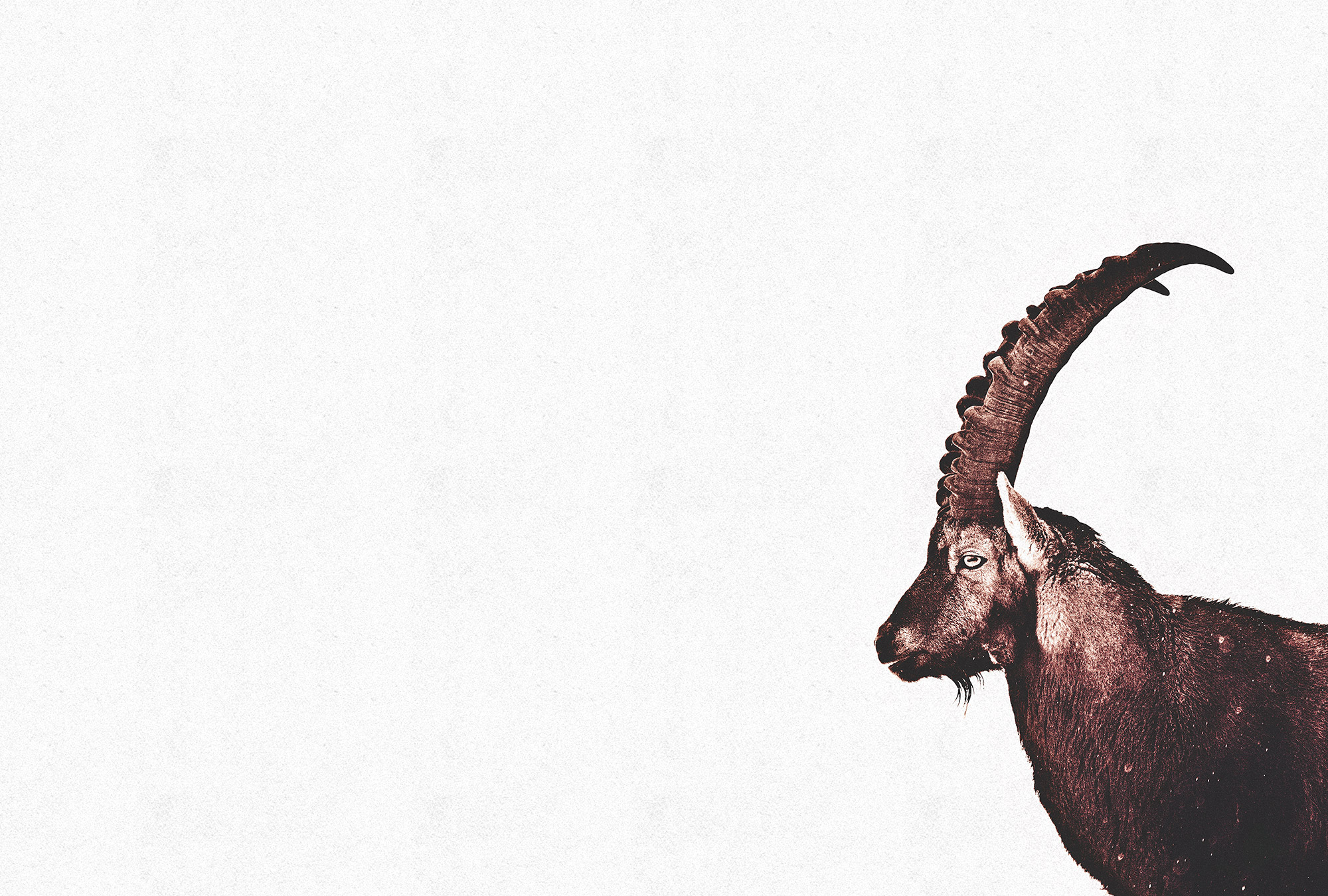 AS Fototapete ARTist Tiere DD119813 AS Fototapete ARTist Tiere DD119813