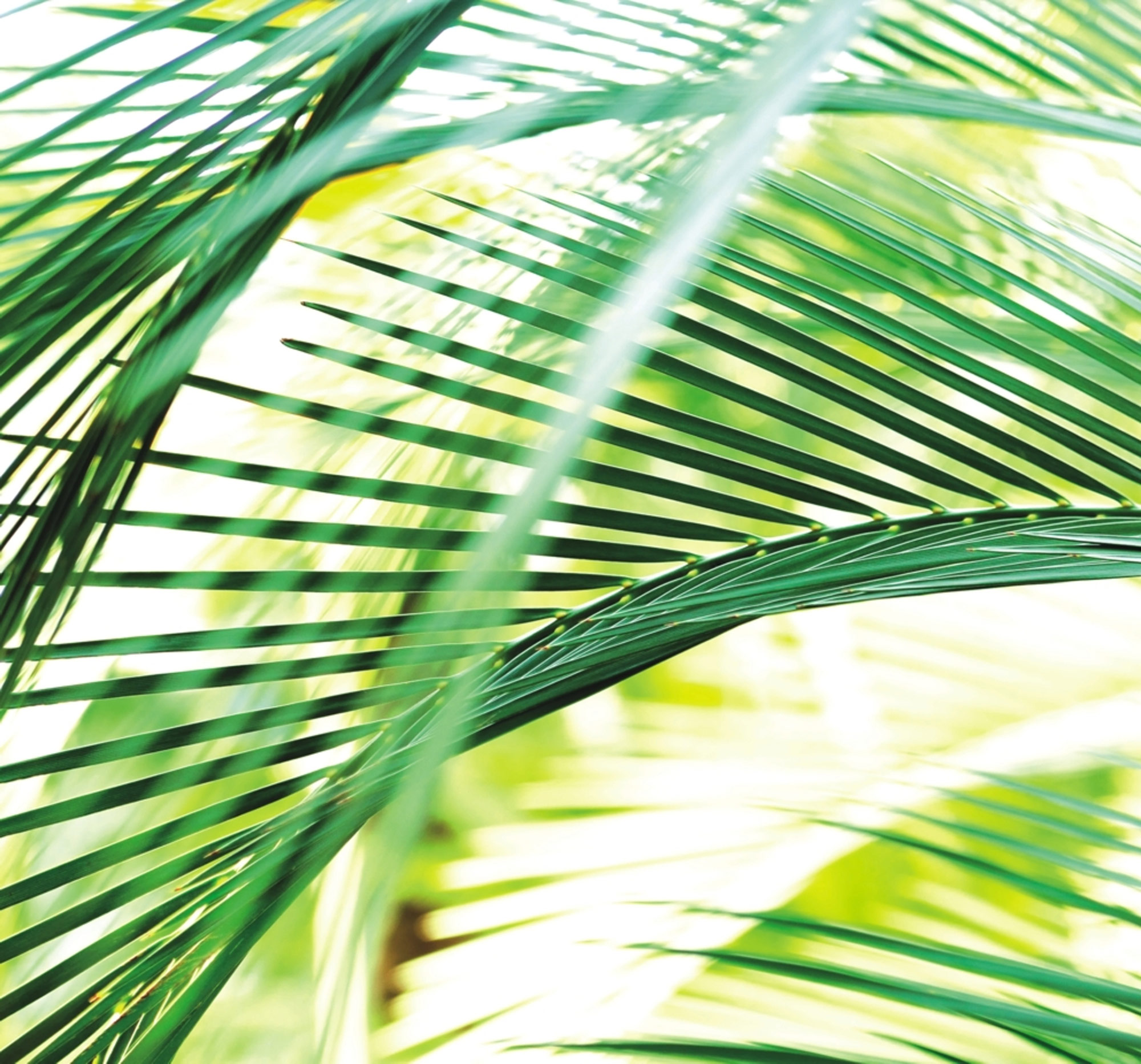 Rasch Fototapete Magic Walls Palmen 890501