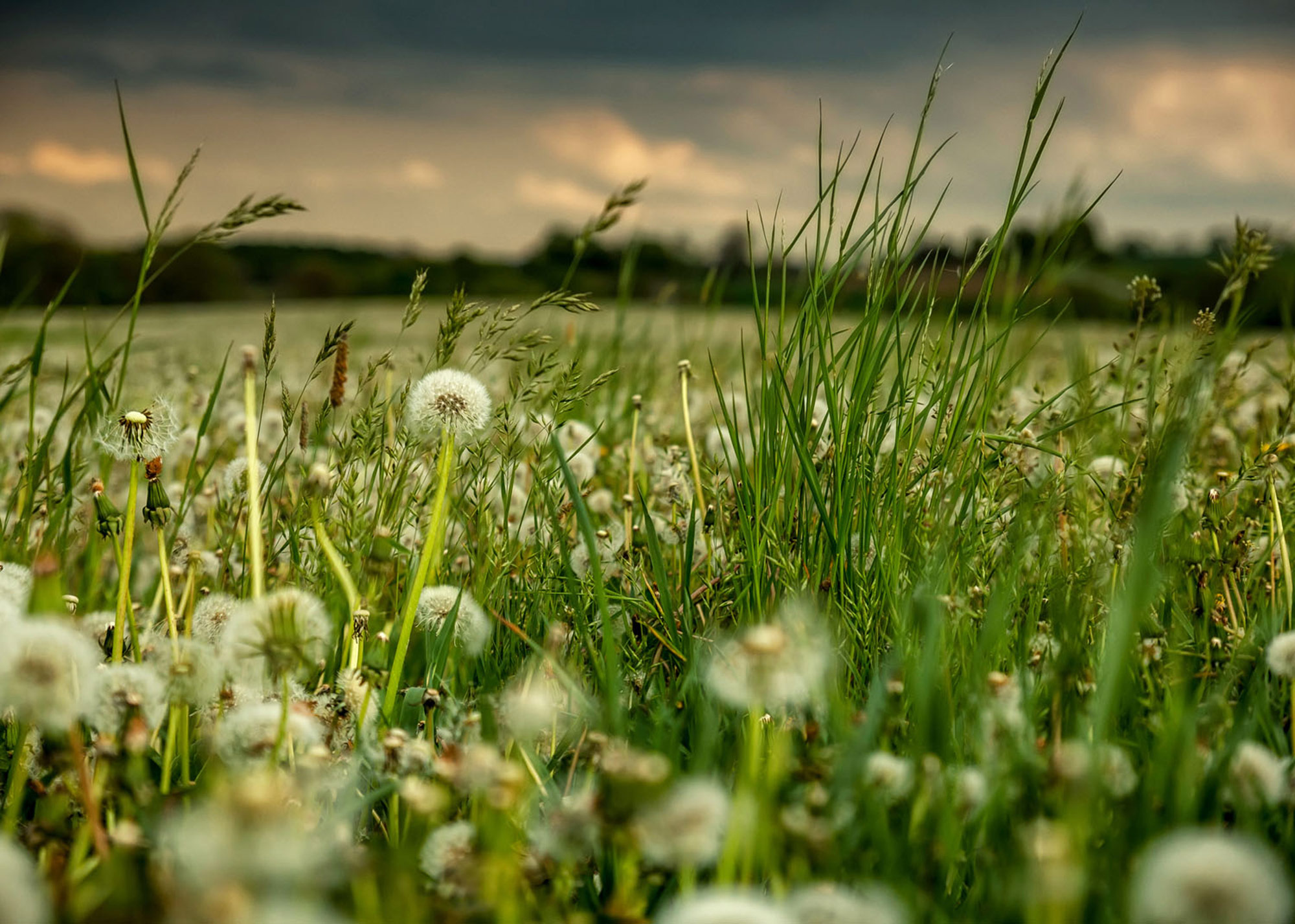 Rasch Fototapete Magic Walls Blumenwiese 363357 Rasch Fototapete Magic Walls Blumenwiese 363357