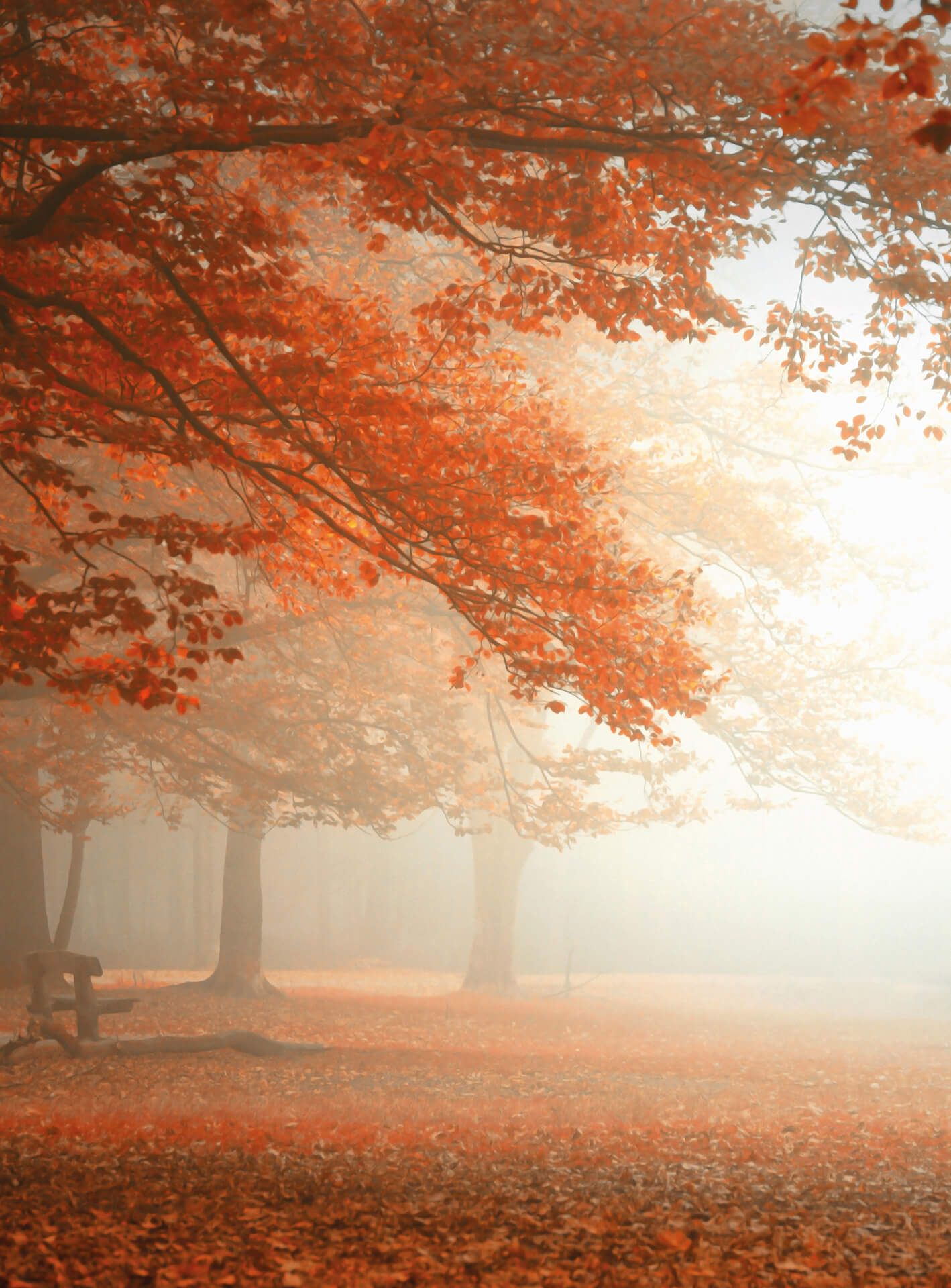 AS Fototapete Designwalls 2.0 Sleeping Forest DD119128