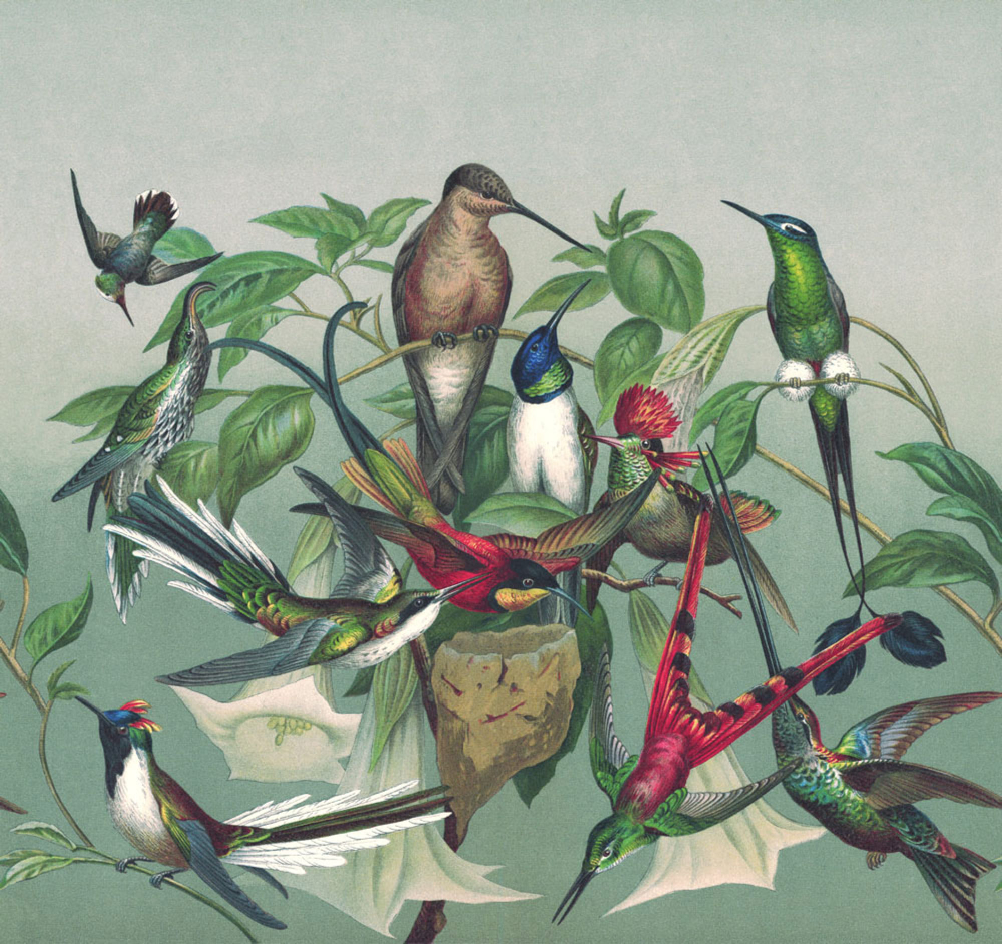 Rasch Fototapete Magic Walls Kolibris 543544